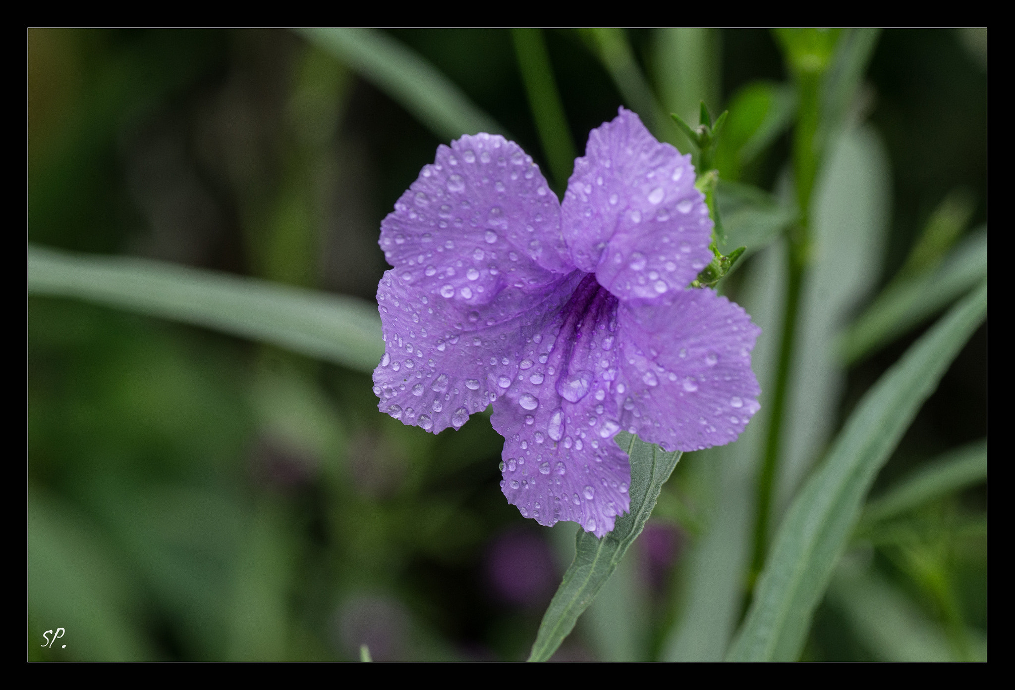 Pentax K-5 + Tamron SP AF 90mm F2.8 Di Macro sample photo. Petite fleur photography