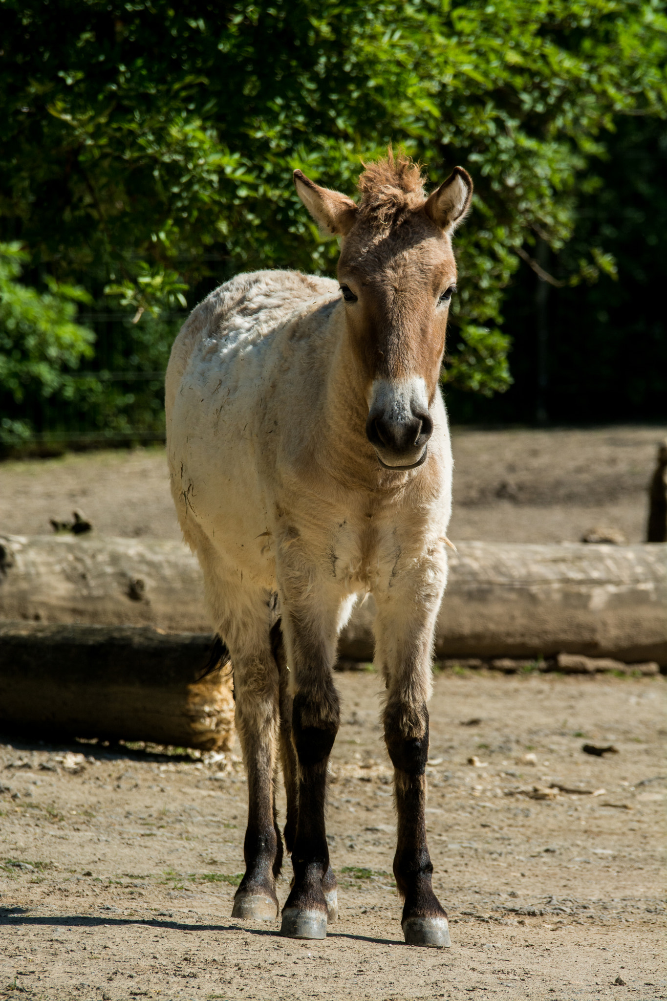 Sigma 120-400mm F4.5-5.6 DG OS HSM sample photo. Pony photography