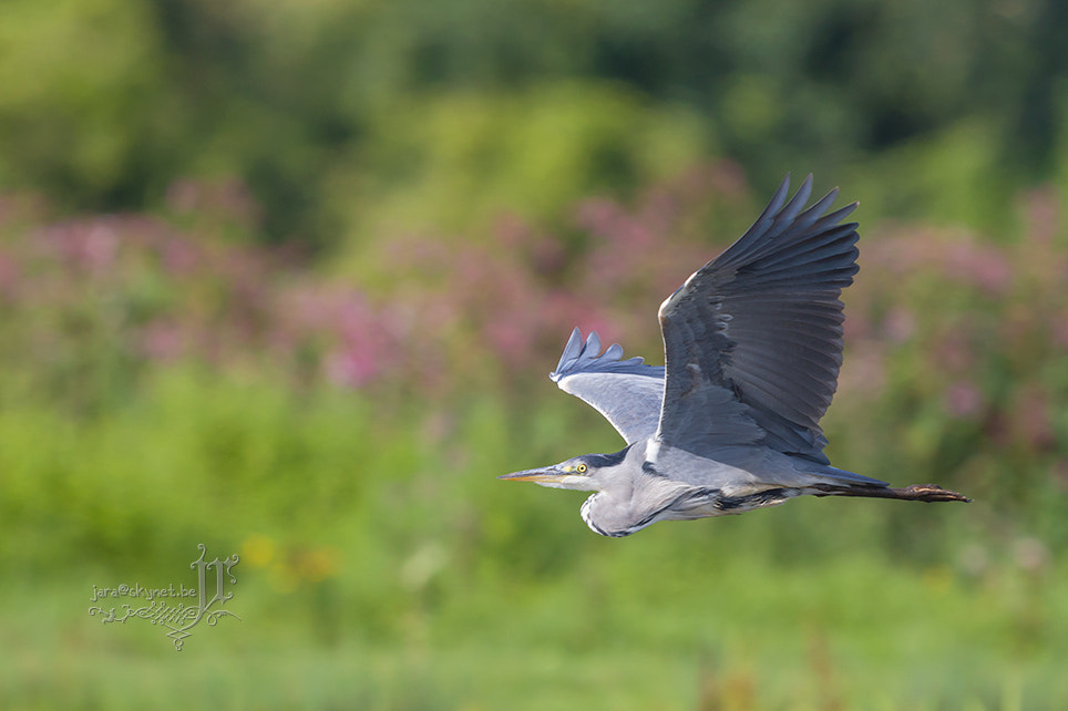 Canon EOS 7D Mark II + Canon EF 300mm F2.8L IS USM sample photo. Heron_4a7a6660 photography