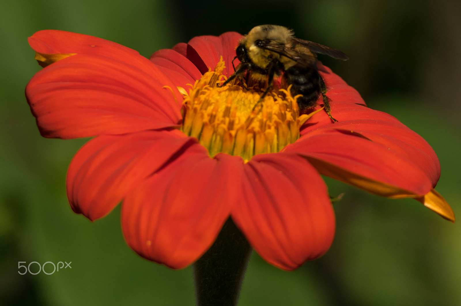 Pentax K-3 II + Sigma 150-500mm F5-6.3 DG OS HSM sample photo. Yellow on magenta photography