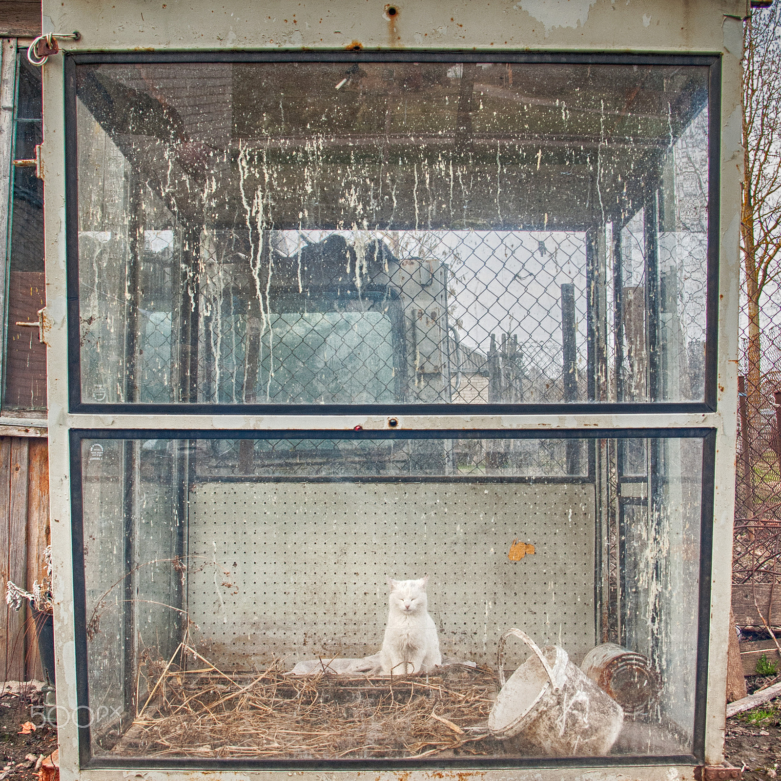Sigma 18-50mm F3.5-5.6 DC sample photo. White cat sitting in big glass cabin photography