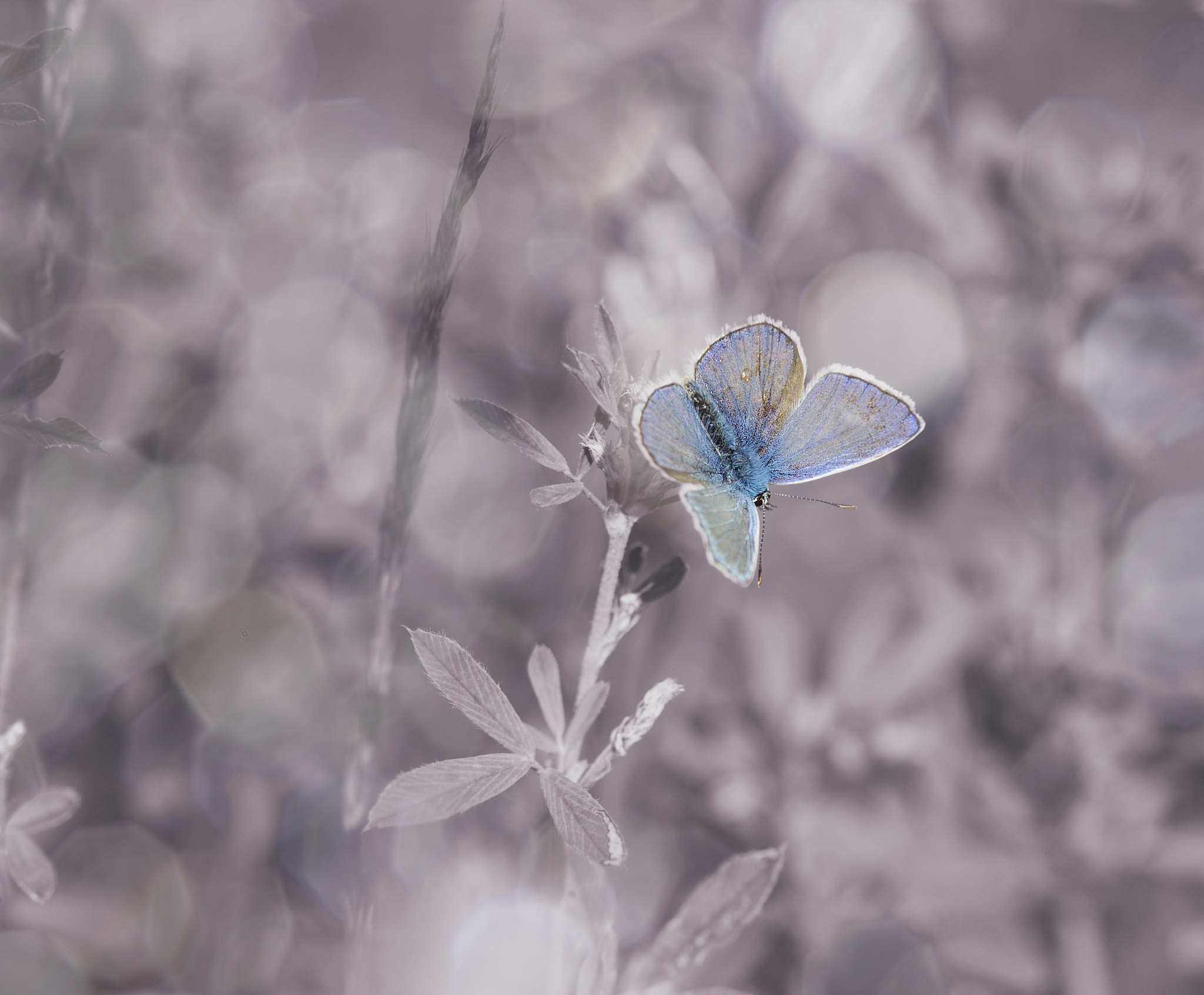 Sony SLT-A77 + 105mm F2.8 sample photo. Bokeh wonderland photography