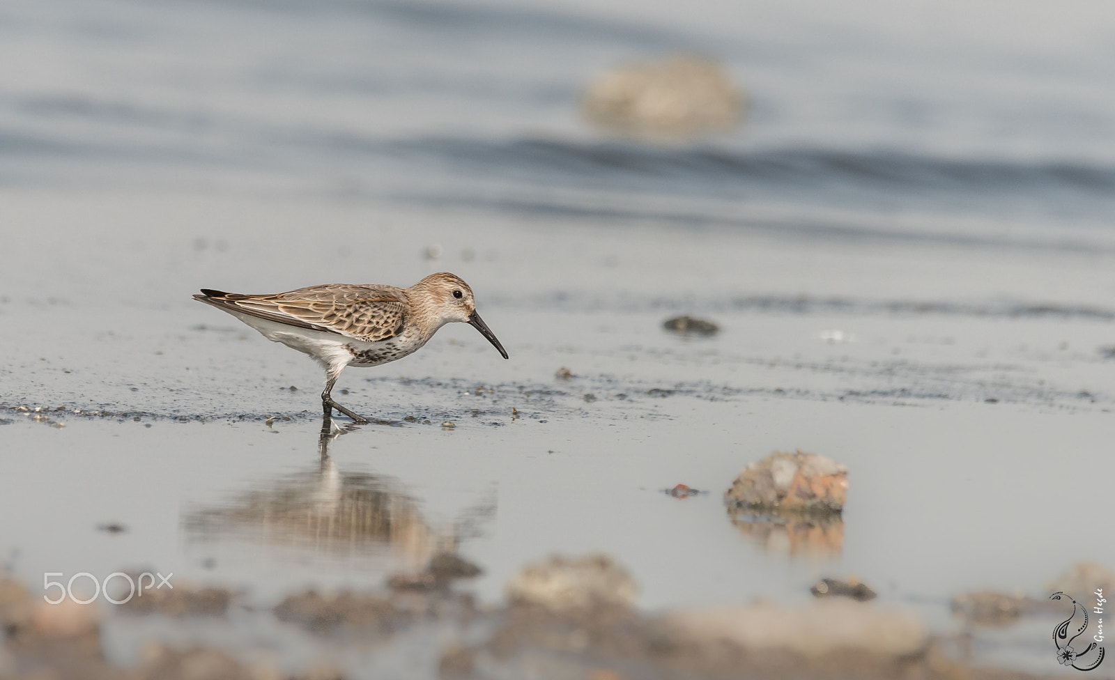 Sigma 120-400mm F4.5-5.6 DG OS HSM sample photo. Common sandpiper photography