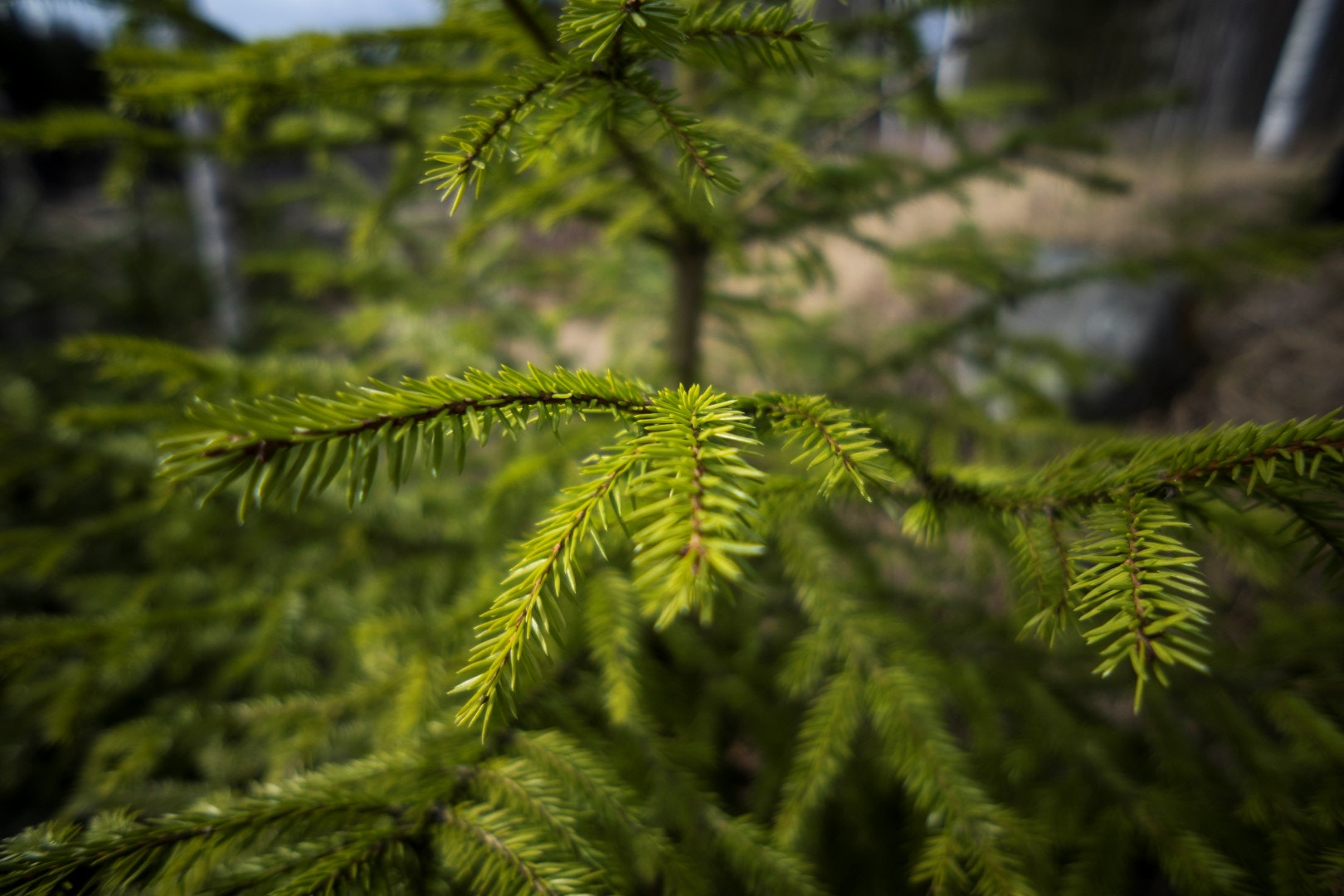 Sony a7 + Sony E 16mm F2.8 sample photo. Pinetree photography