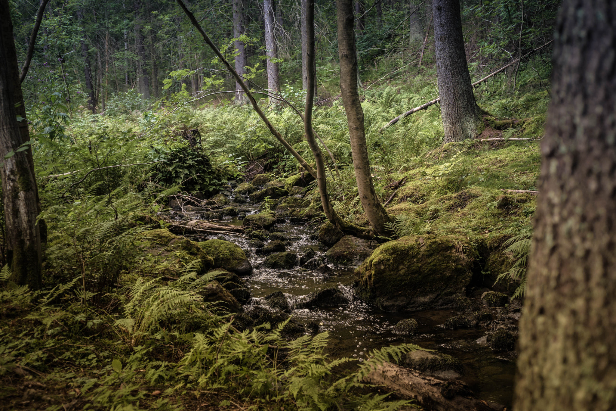 Sony a7 + Sony E 18-55mm F3.5-5.6 OSS sample photo. Forest stream photography