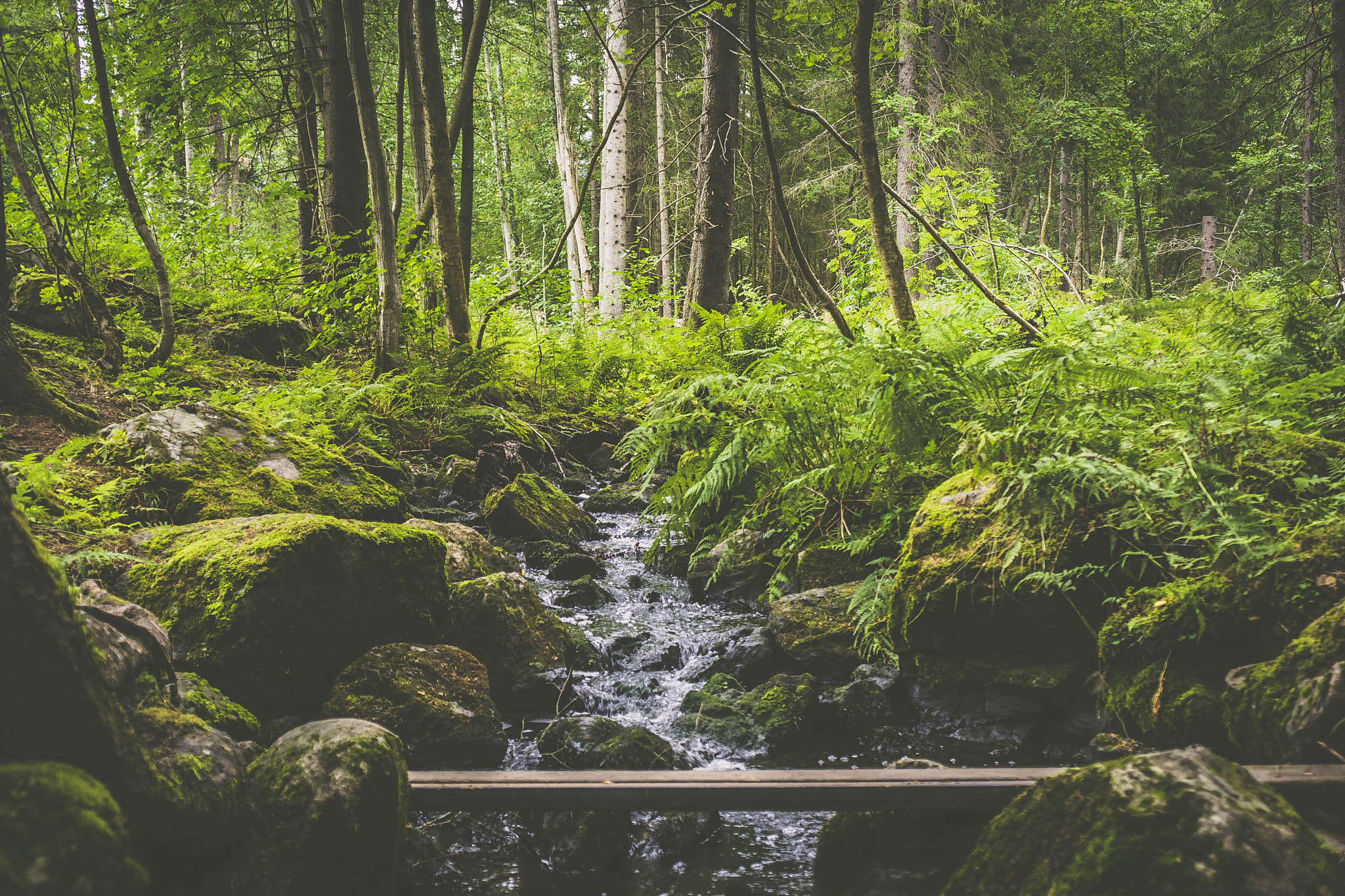 Sony a7 + Sony E 18-55mm F3.5-5.6 OSS sample photo. Forest stream photography