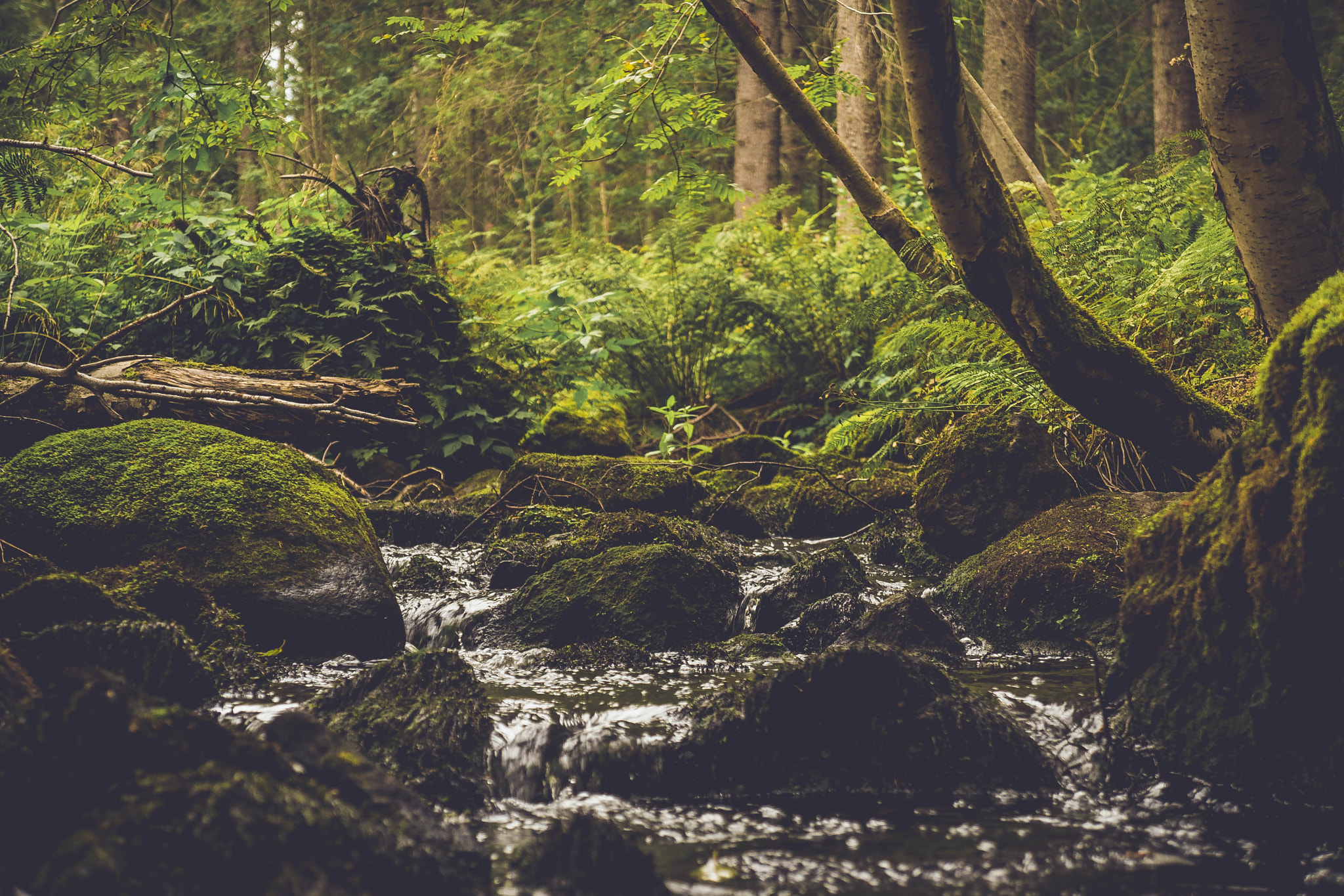 Sony a7 + Sony E 18-55mm F3.5-5.6 OSS sample photo. Forest stream photography