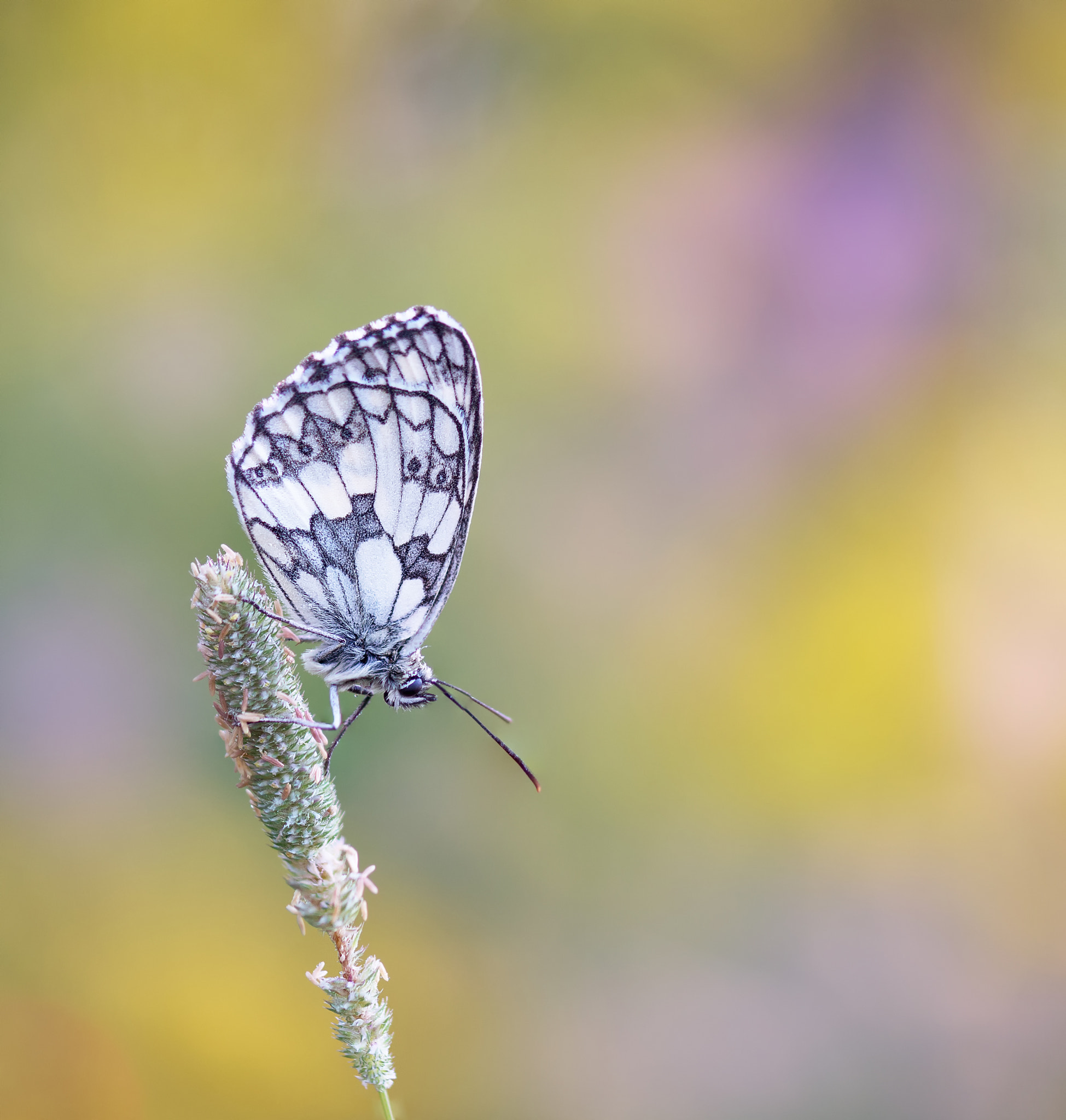 Sony SLT-A77 + 105mm F2.8 sample photo. Melanargia galathea photography