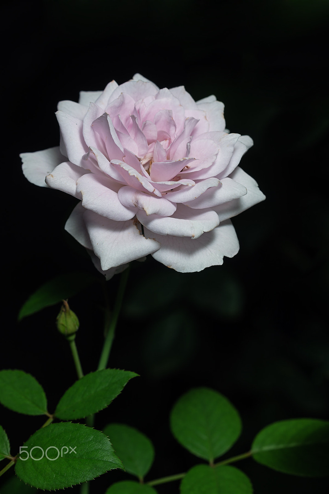 Sony a99 II + Sony 100mm F2.8 Macro sample photo. Lapis lazuli photography