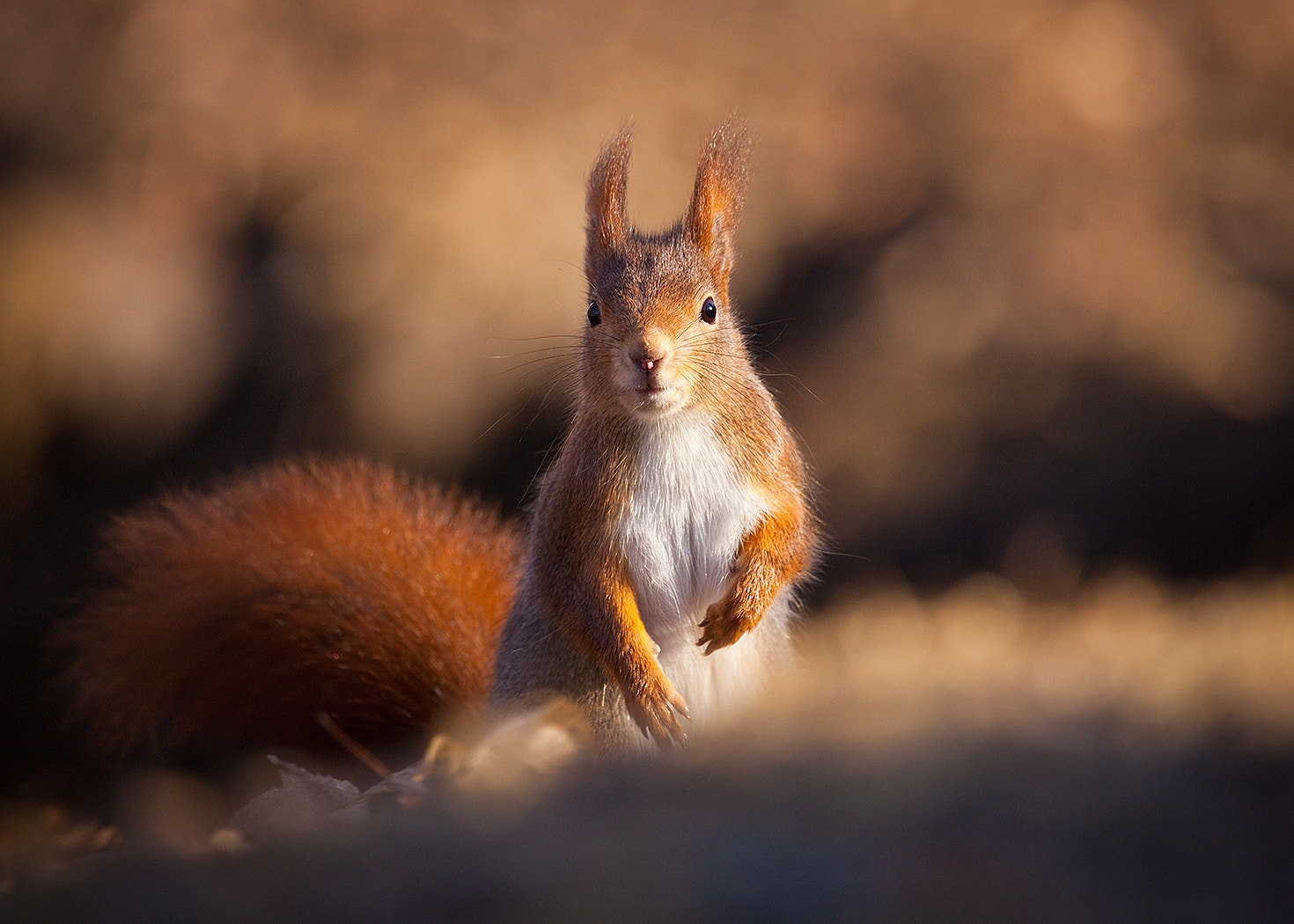 Canon EOS 5D Mark II + Canon EF 100-400mm F4.5-5.6L IS USM sample photo. Squirrel photography