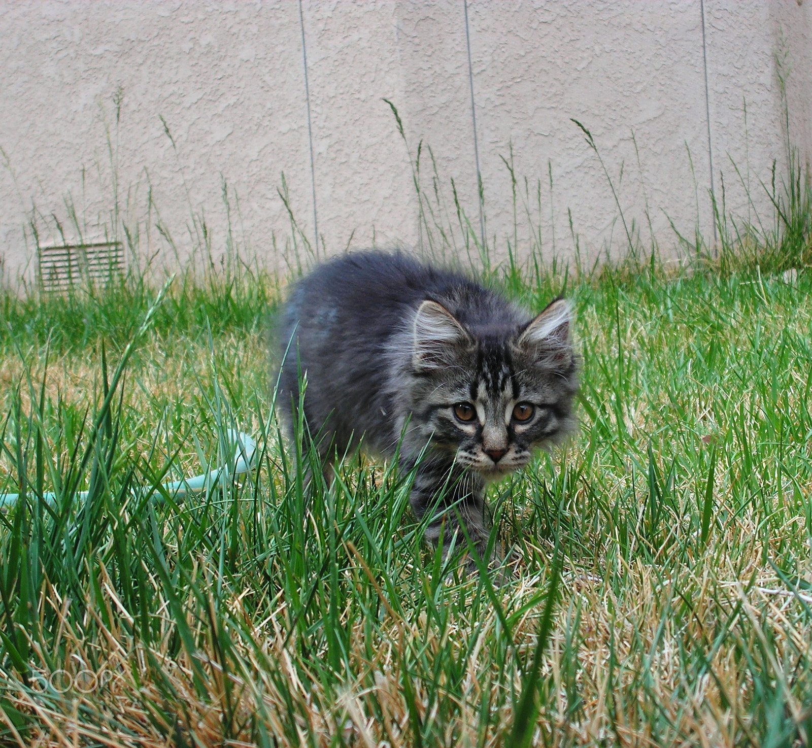 KONICA MINOLTA DiMAGE Z20 sample photo. Sneak attack photography
