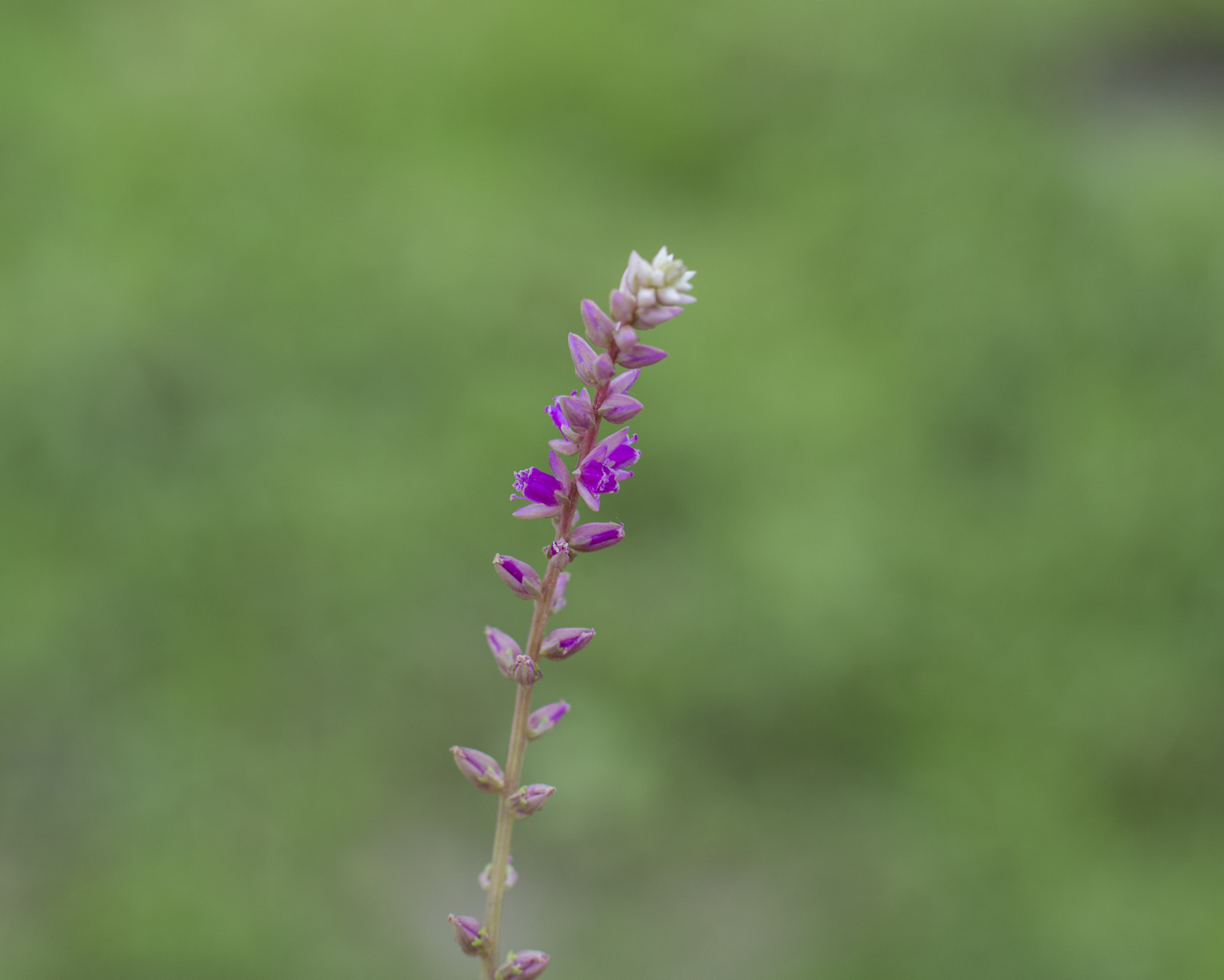 Nikon D800E + Nikon AF-S Nikkor 50mm F1.8G sample photo