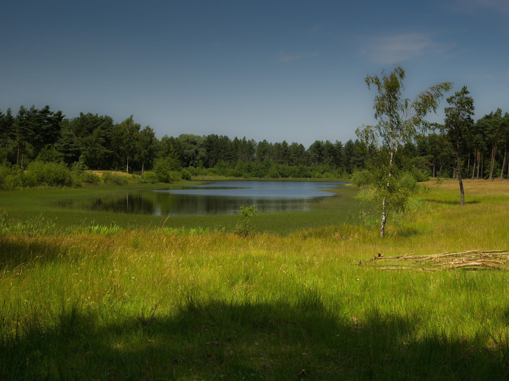 OLYMPUS M.12-50mm F3.5-6.3 sample photo. Kiefernsee photography
