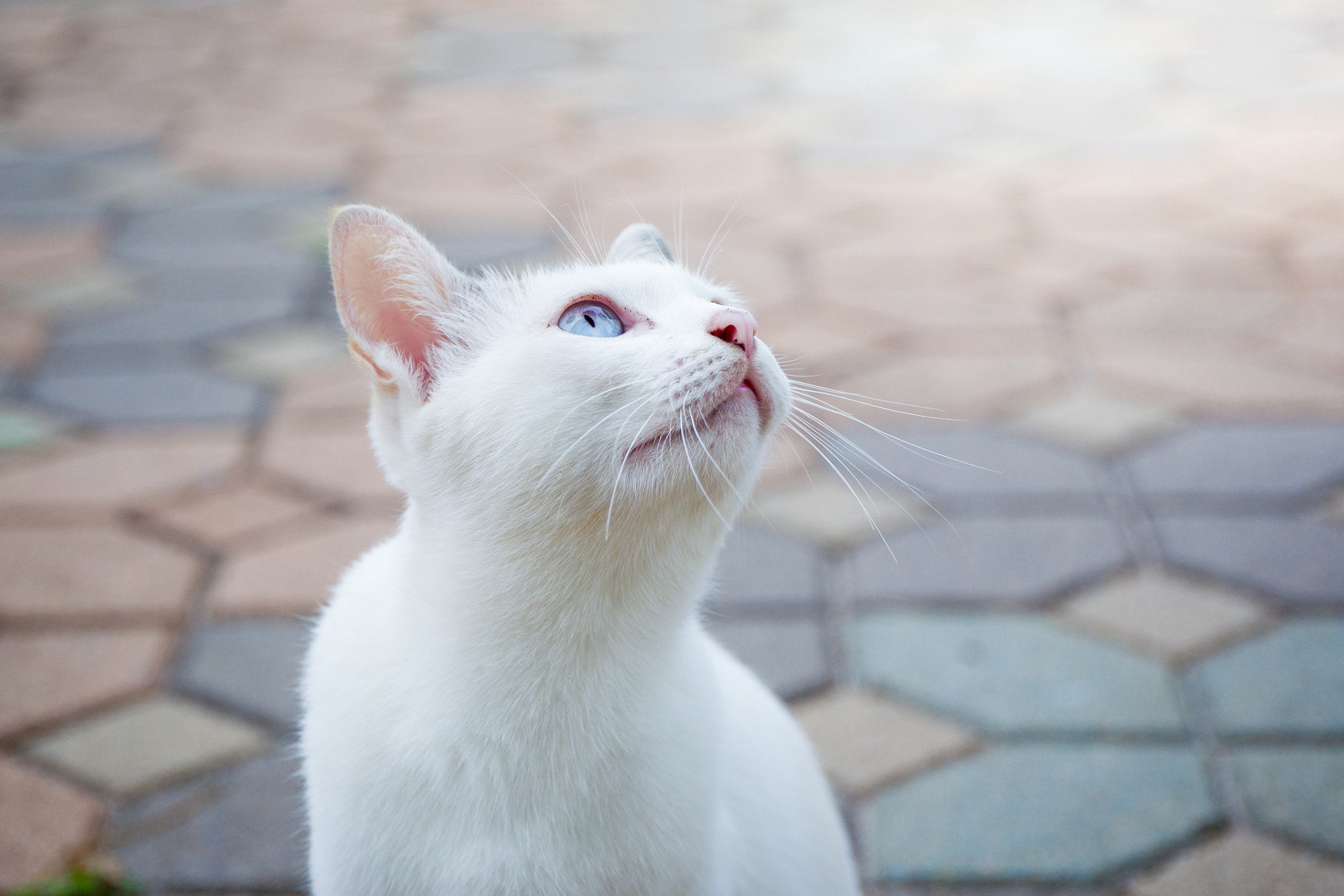 Canon EOS-1D Mark IV sample photo. Looking photography