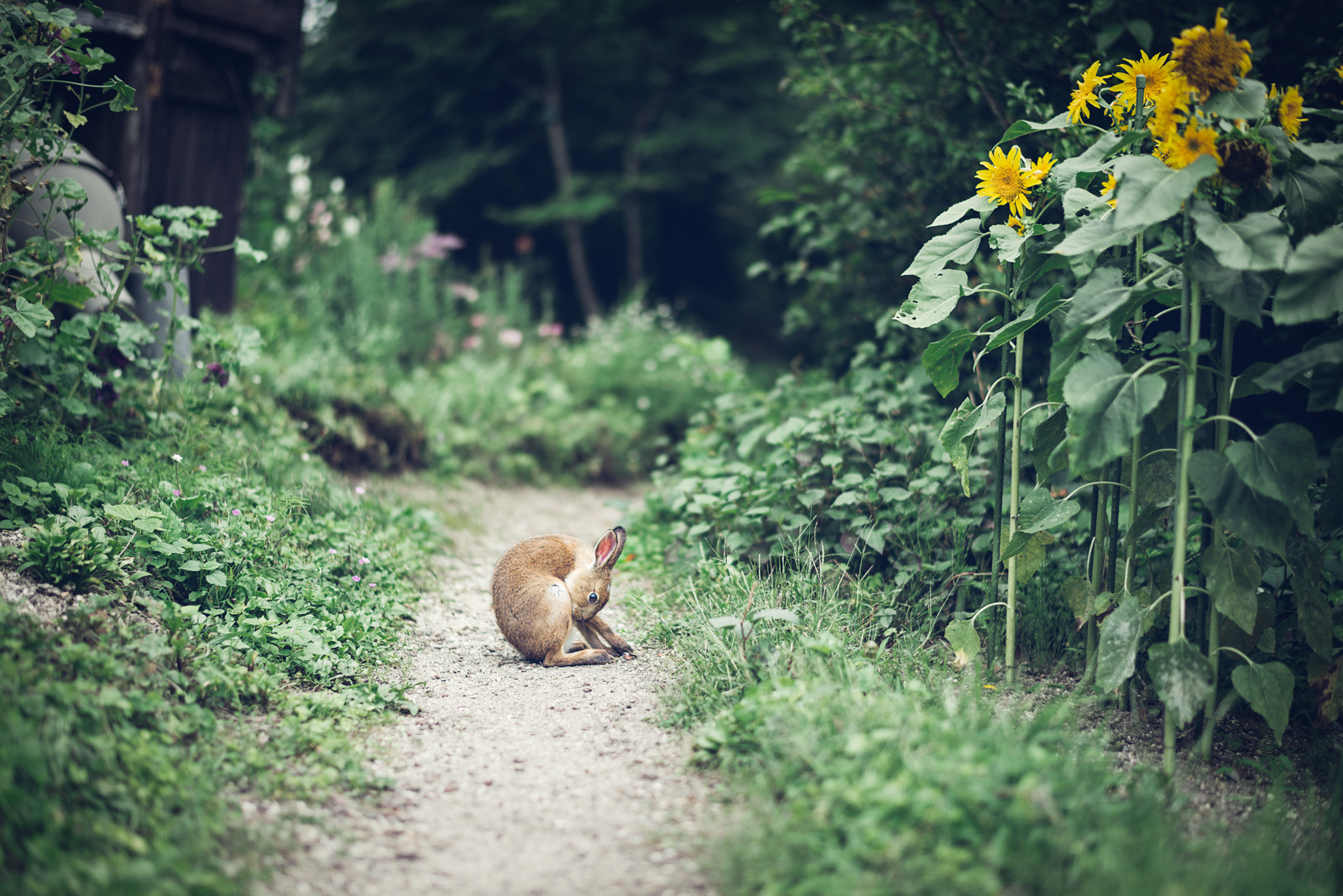 Nikon D610 + Nikon AF-S Nikkor 58mm F1.4G sample photo. Alice at summer. photography