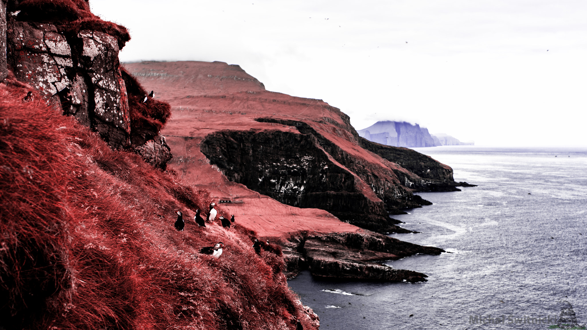 Pentax K-1 + Pentax smc FA 43mm F1.9 Limited sample photo. Mykines puffins in infrared photography