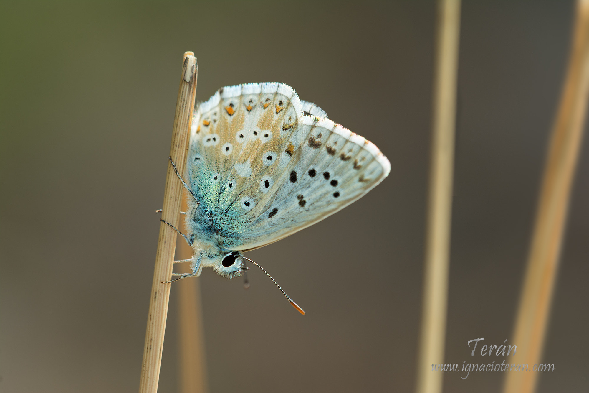 Sigma 150mm F2.8 EX DG Macro HSM sample photo. Butherfly photography