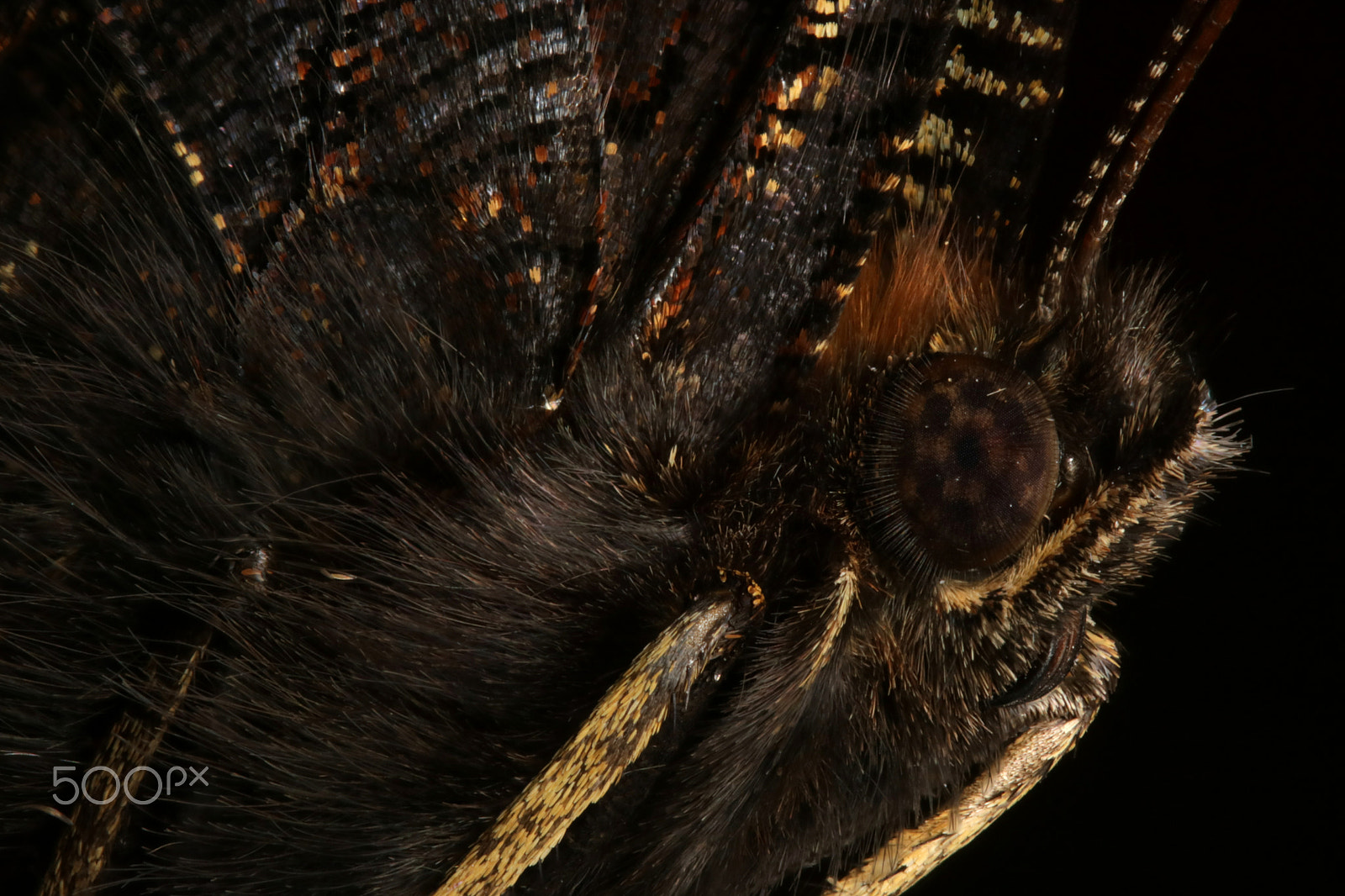 Canon EF 100mm F2.8 Macro USM sample photo. Butterfly, nymphalis io l. photography