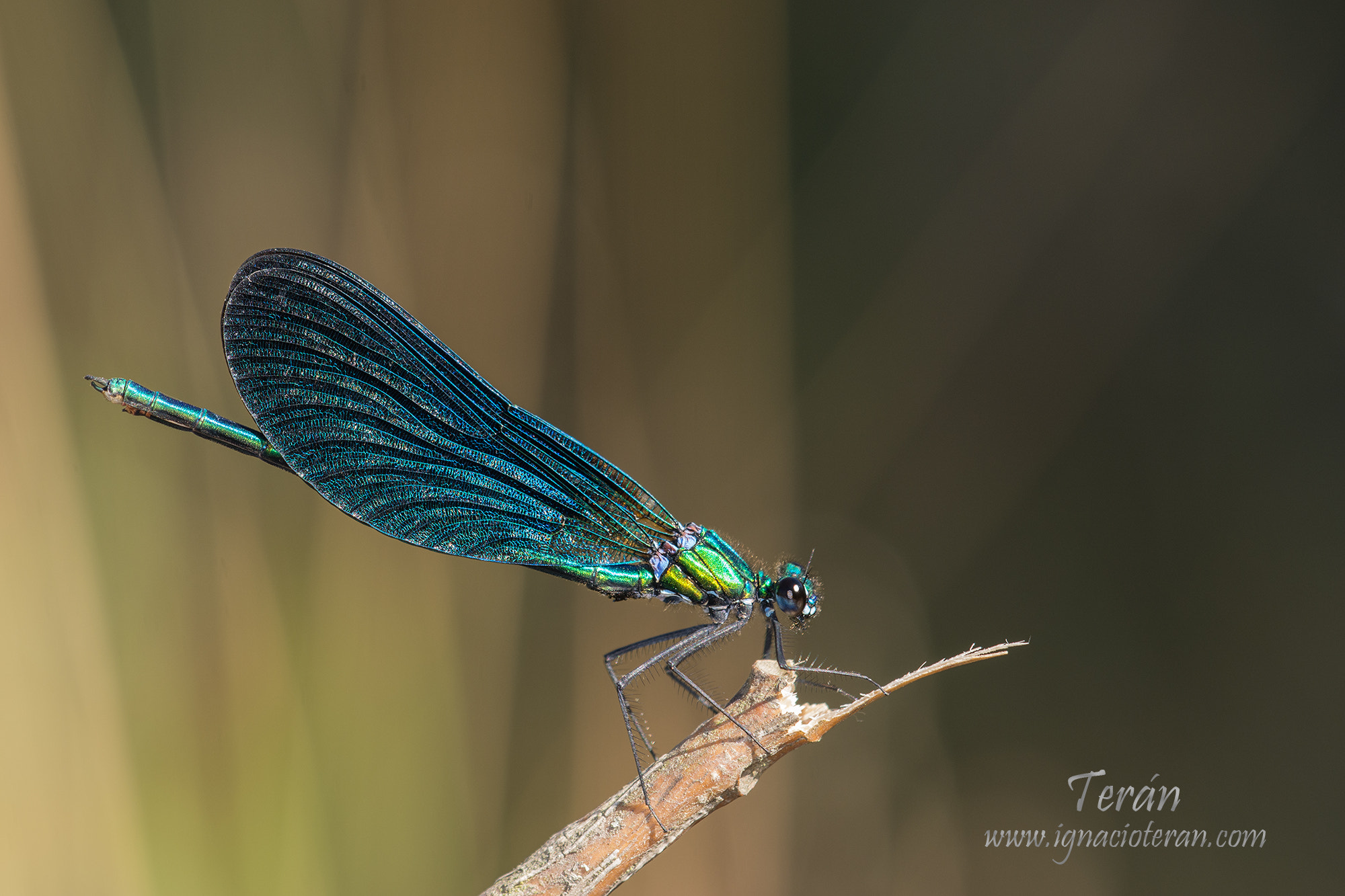 Sigma 150mm F2.8 EX DG Macro HSM sample photo. Damselfly photography