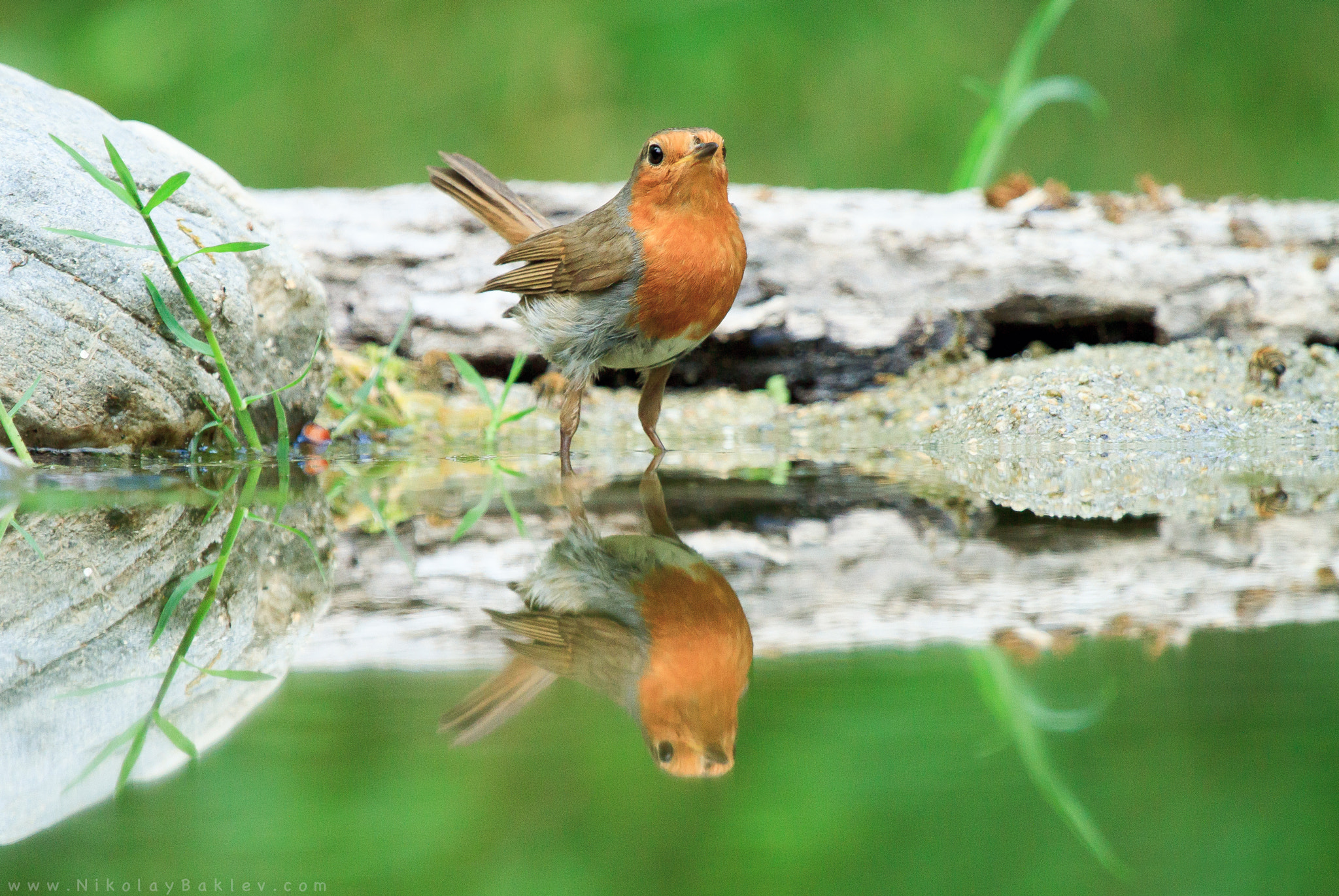 Canon EF 100-400mm F4.5-5.6L IS USM sample photo. European robin photography