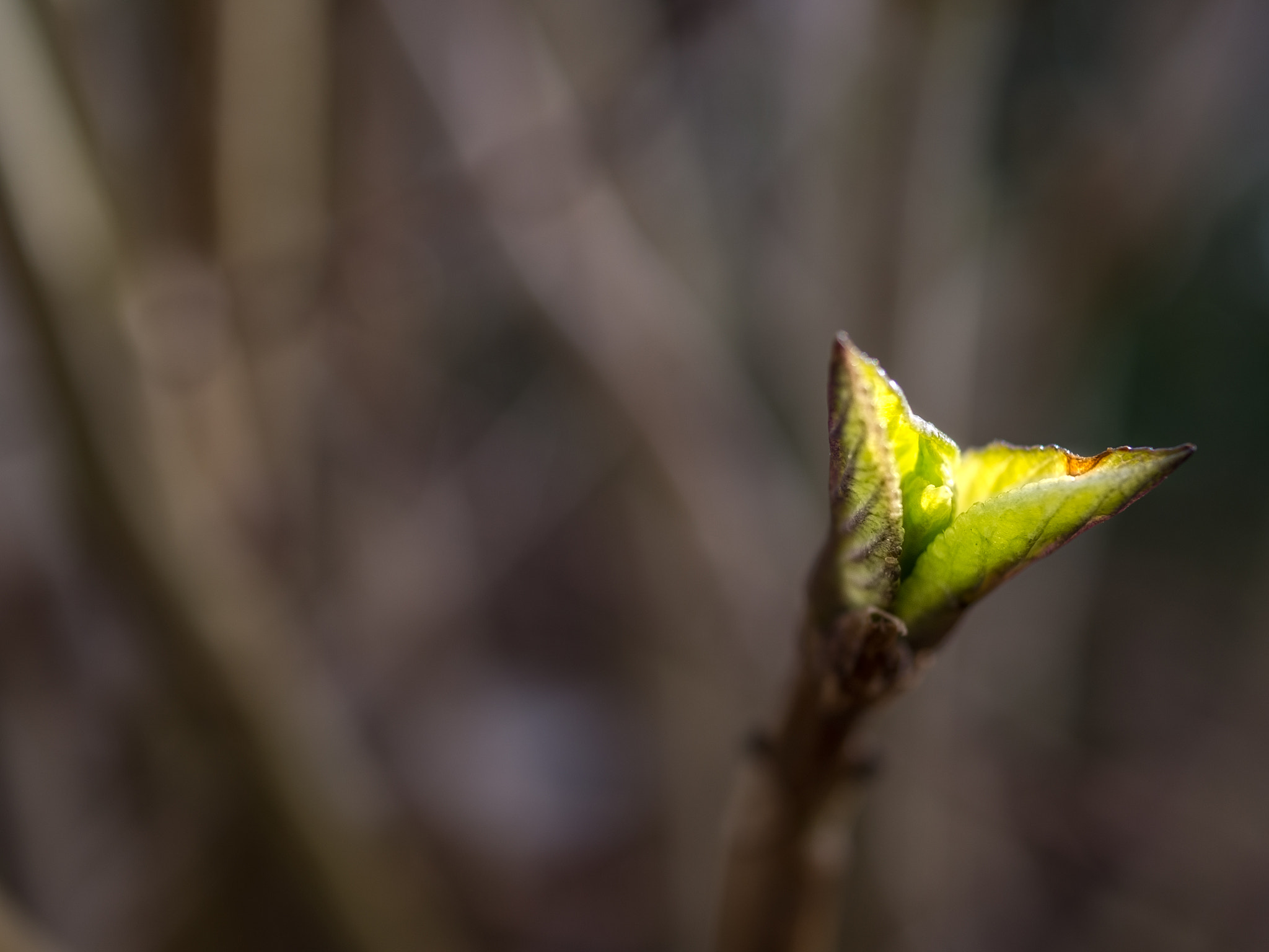 Panasonic Lumix G Macro 30mm F2.8 ASPH Mega OIS sample photo. Strobist photography