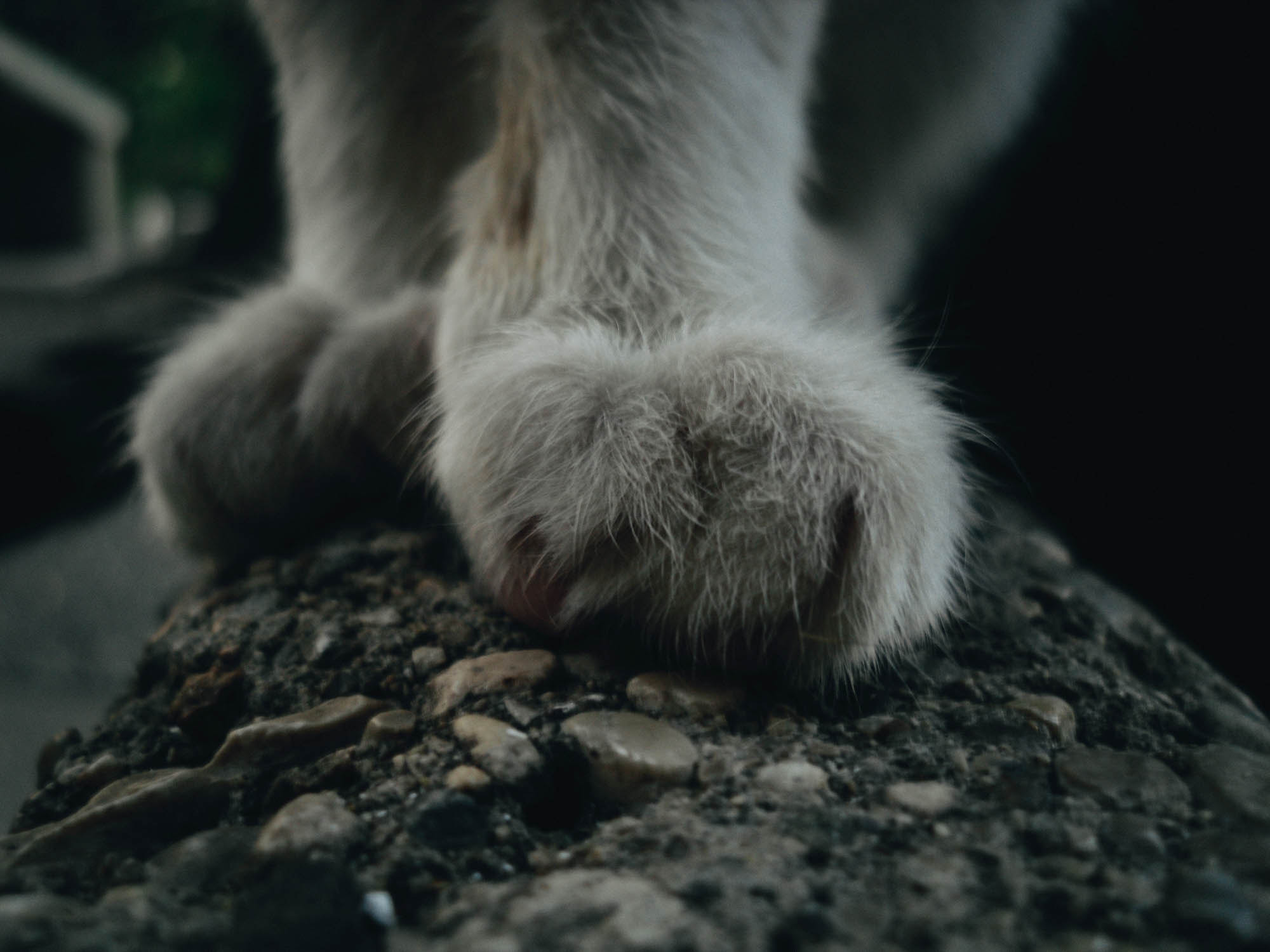 Samsung ES20/ VLUU ES20/  SL35 sample photo. Paws 2 photography