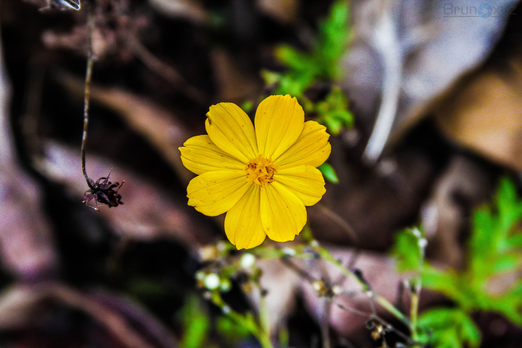 Canon EF 28-135mm F3.5-5.6 IS USM sample photo. Yellow flower photography