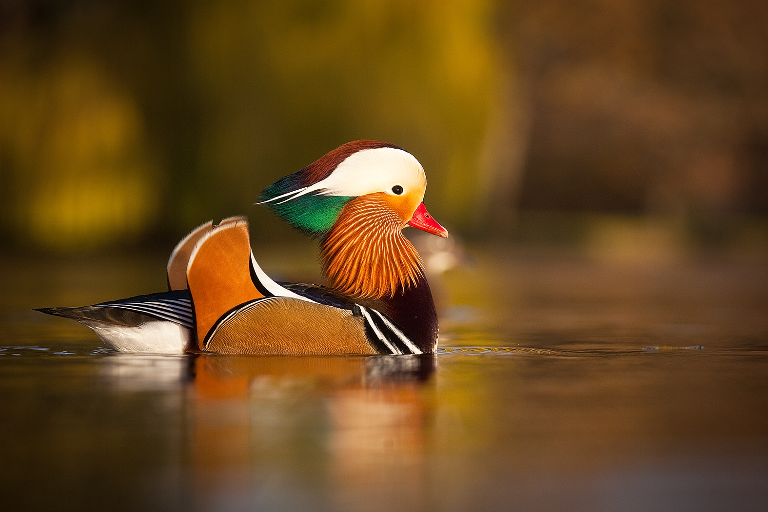 Canon EF 100-400mm F4.5-5.6L IS USM sample photo. Mandarin duck photography