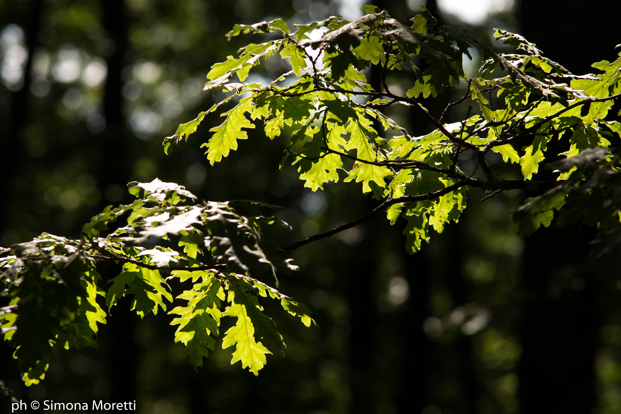 Sigma APO 50-150mm f/2.8 [II] EX DC HSM sample photo. Shiny leaves photography