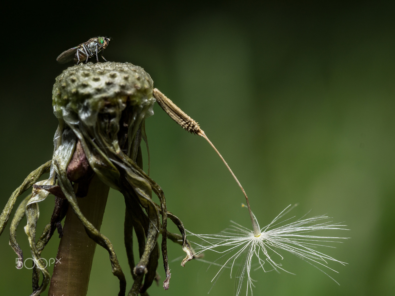 Panasonic Lumix DMC-GH3 sample photo. Fly on dandelion.jpg photography
