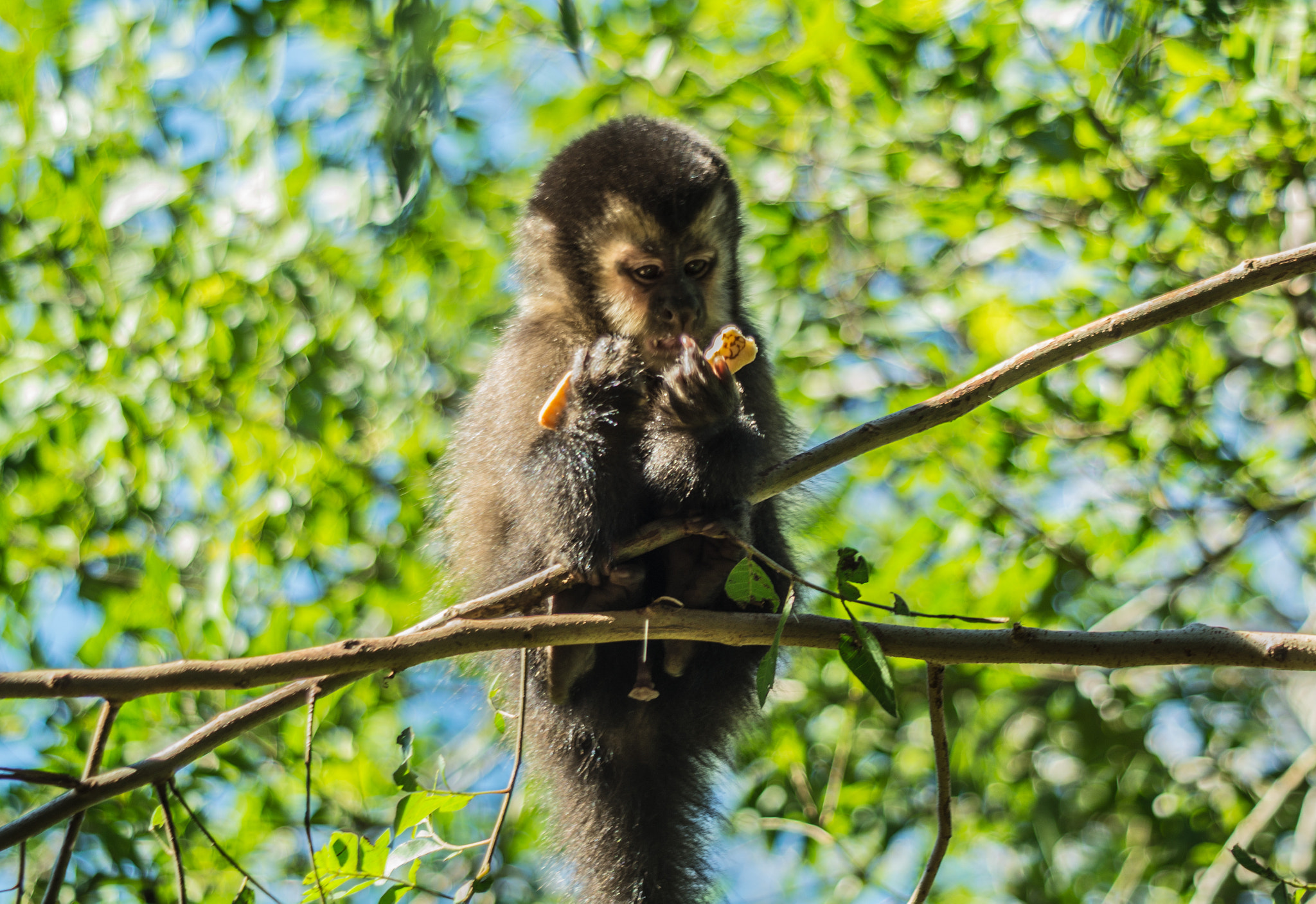 Sony SLT-A58 + Sigma 30mm F1.4 EX DC HSM sample photo. A litlle monkey eating snack! photography