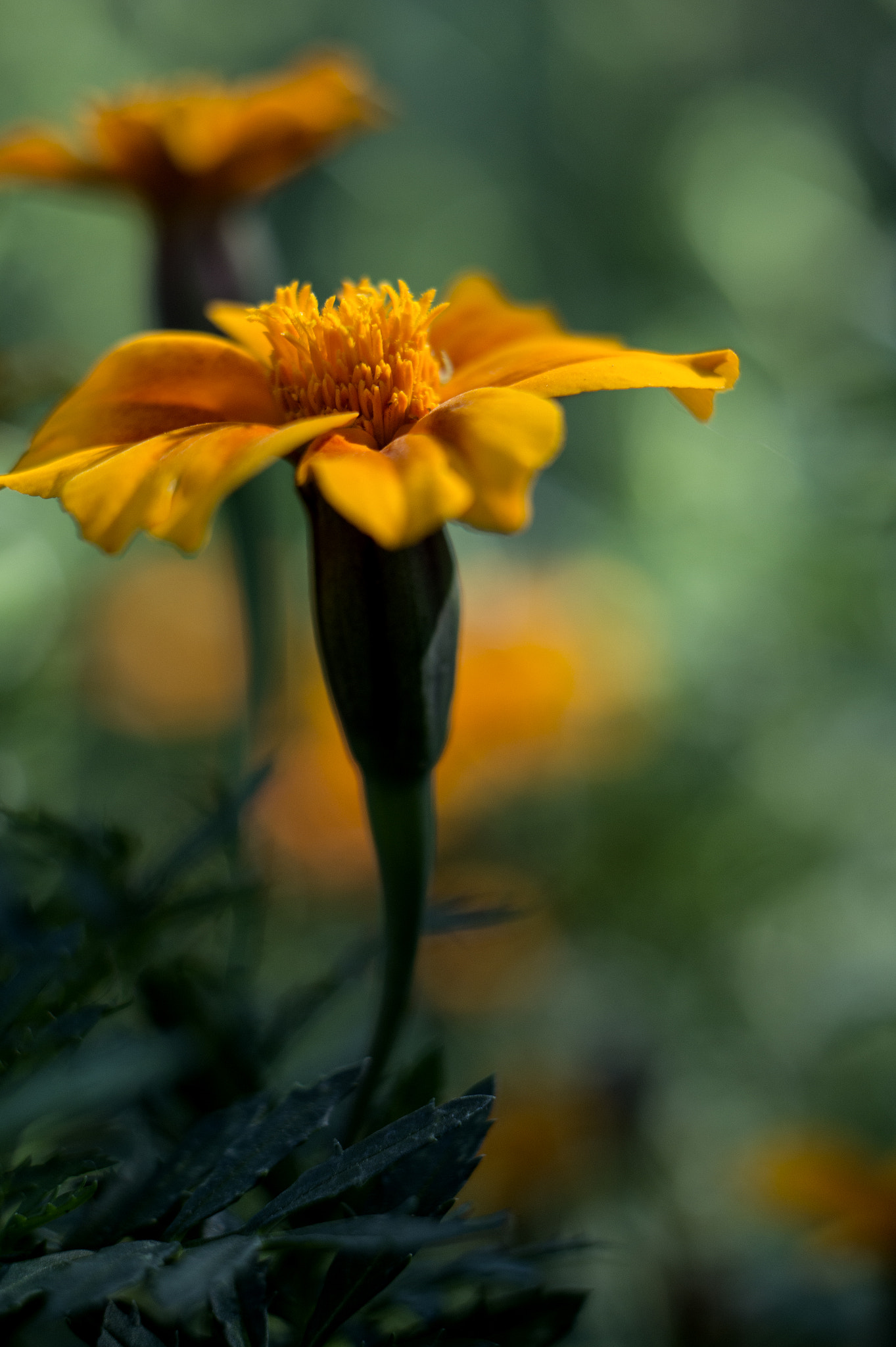 Sony Alpha a3000 sample photo. Flower photography