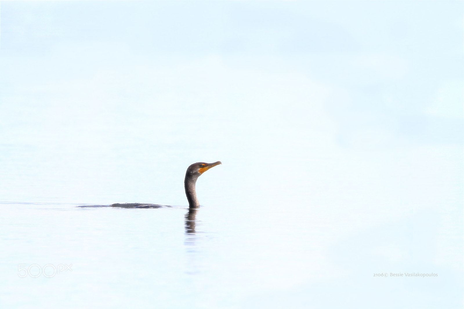 Sigma 150mm f/2.8 EX DG OS HSM APO Macro sample photo. Cormorant photography