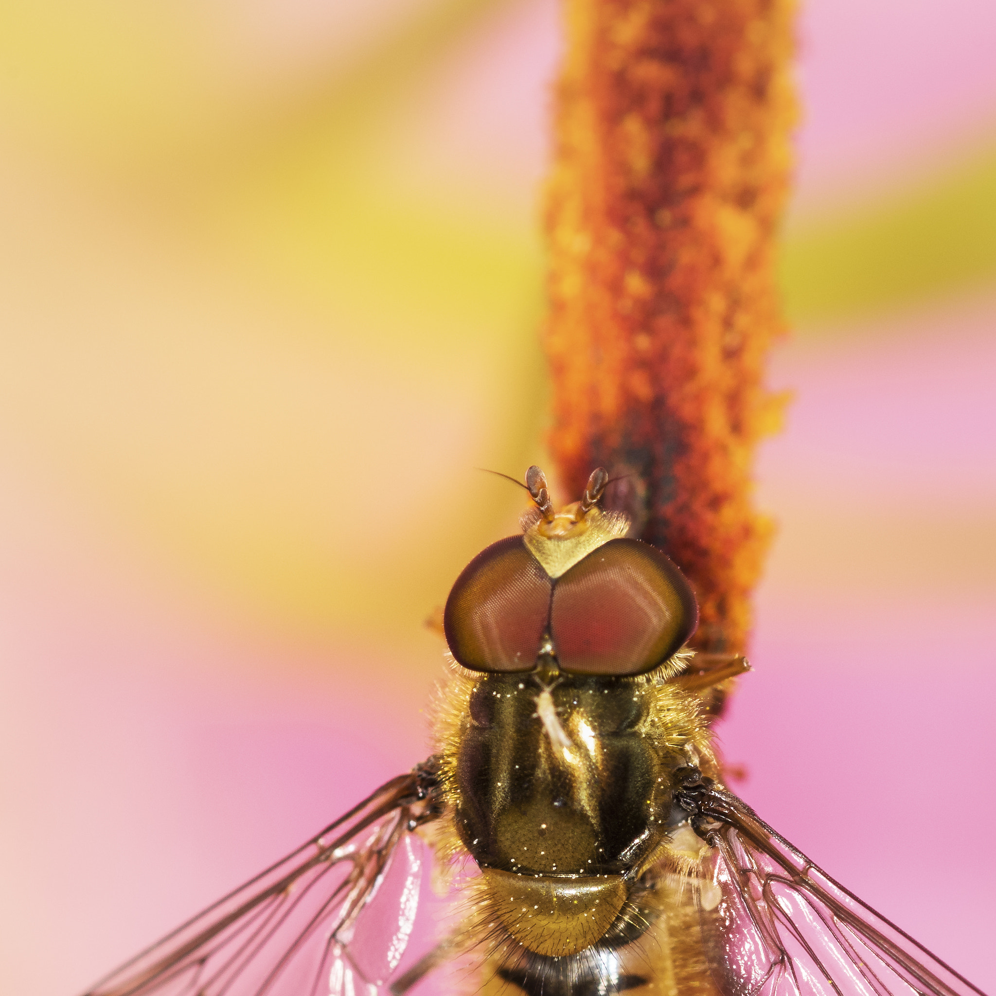 Nikon D810 + Nikon AF Micro-Nikkor 200mm F4D ED-IF sample photo. Hoverfly photography