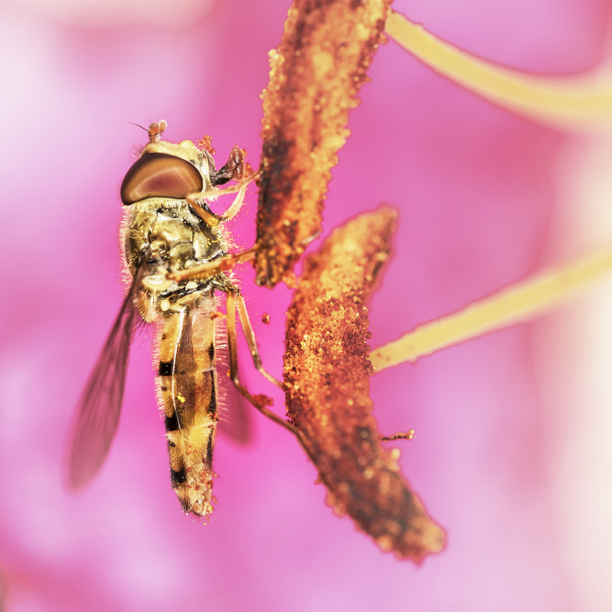 Nikon D810 + Nikon AF Micro-Nikkor 200mm F4D ED-IF sample photo. Hoverfly photography