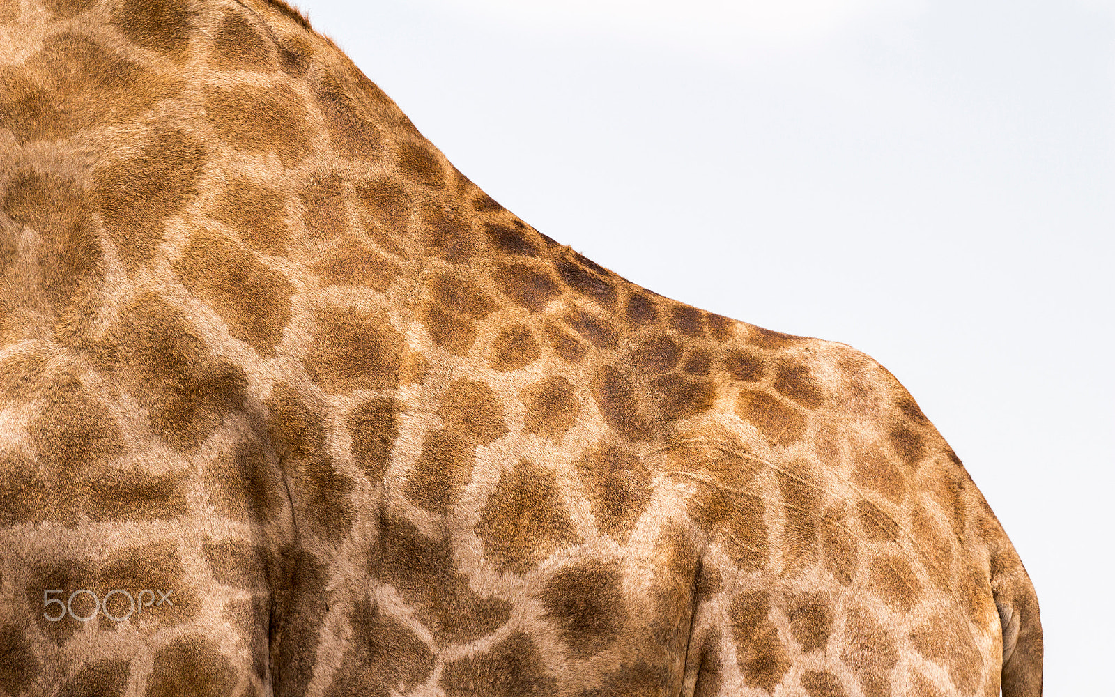 Canon EOS 100D (EOS Rebel SL1 / EOS Kiss X7) + Canon EF 70-200mm F4L IS USM sample photo. Giraffe in detail :) photography