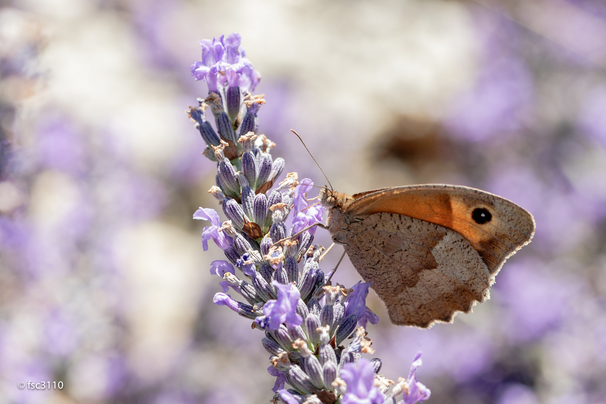 Canon EF 100mm F2.8L Macro IS USM sample photo. Butterfly-1 photography