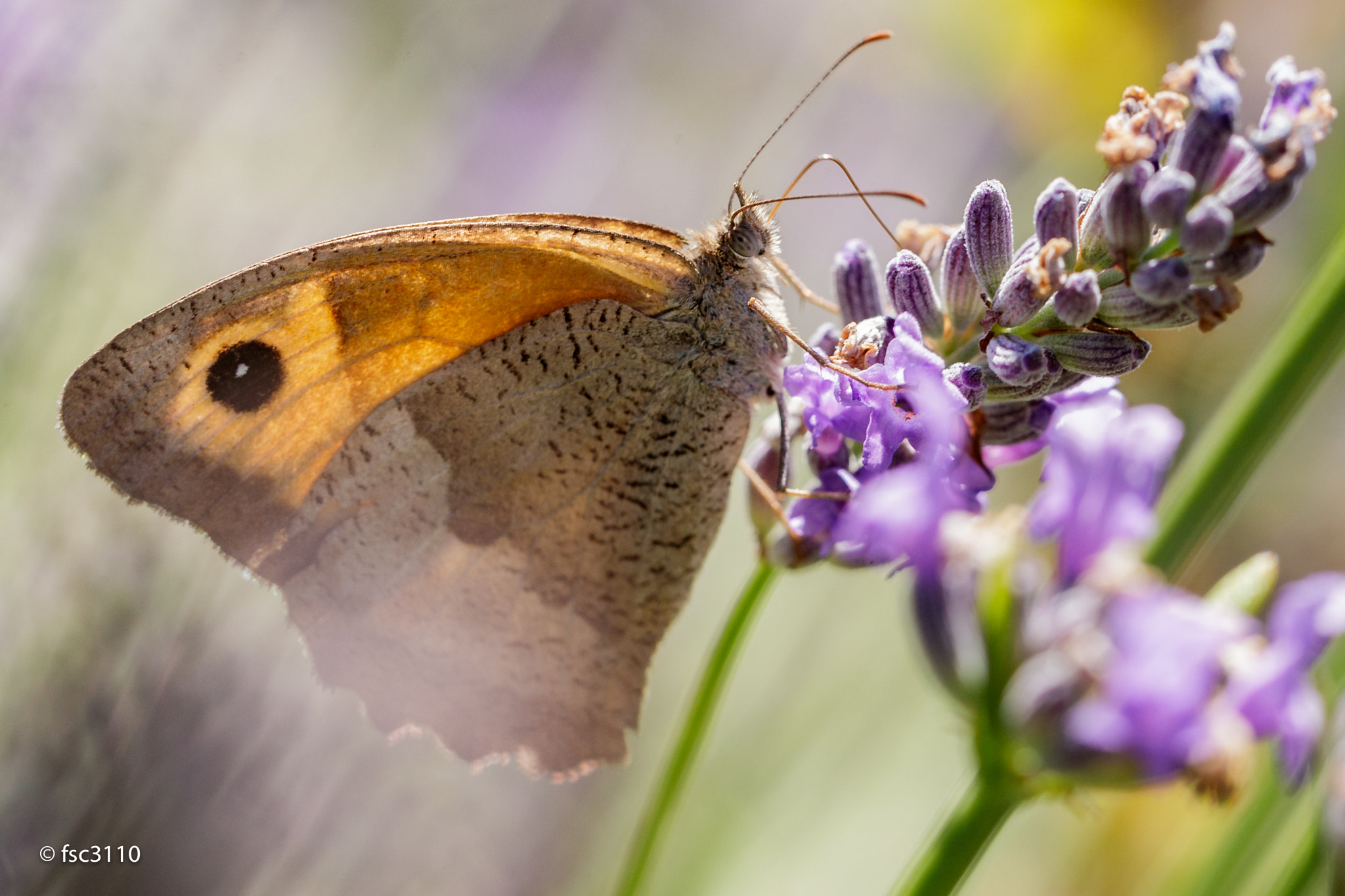 Canon EF 100mm F2.8L Macro IS USM sample photo. Butterfly-2 photography