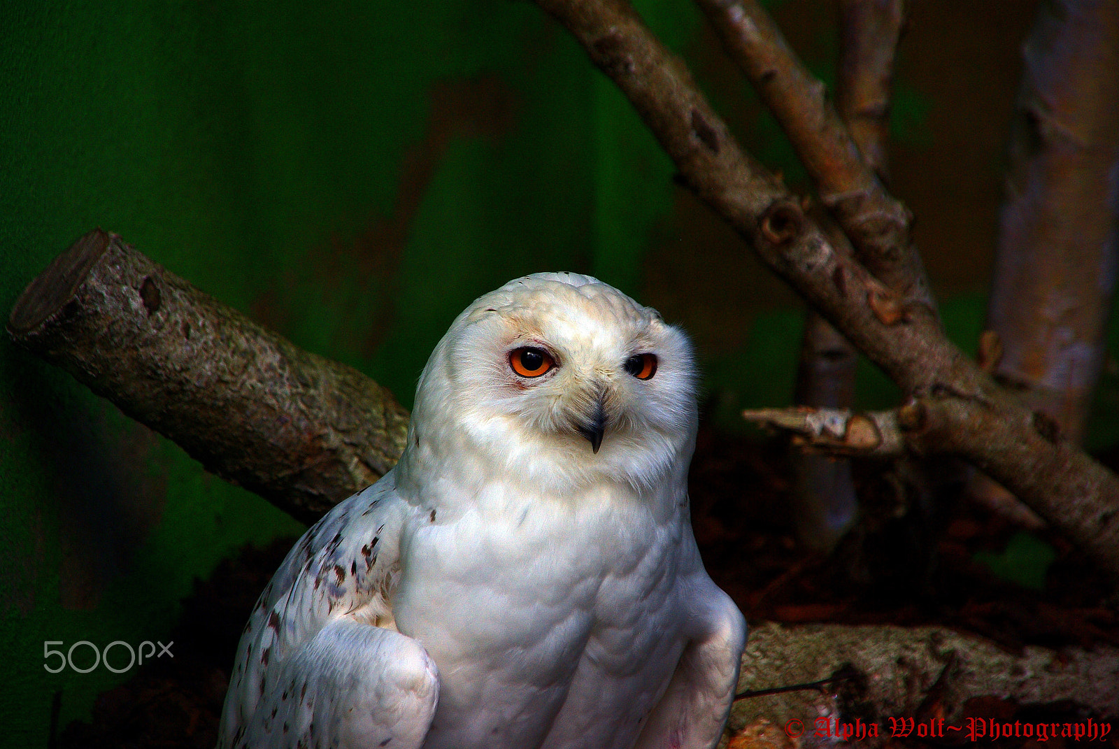 Pentax K10D sample photo. Schneeeule photography