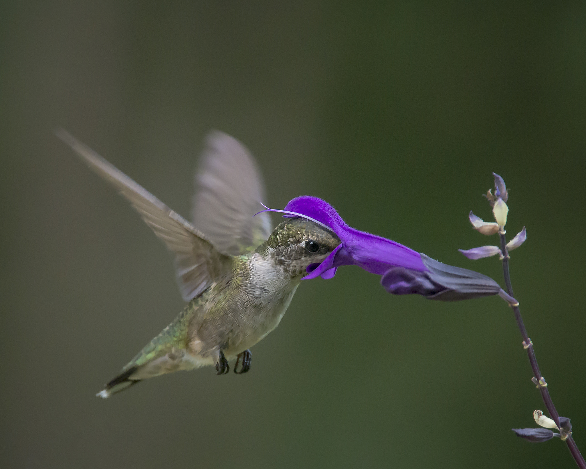 Nikon Nikkor AF-S 300mm F4E PF ED VR sample photo. Embrace photography