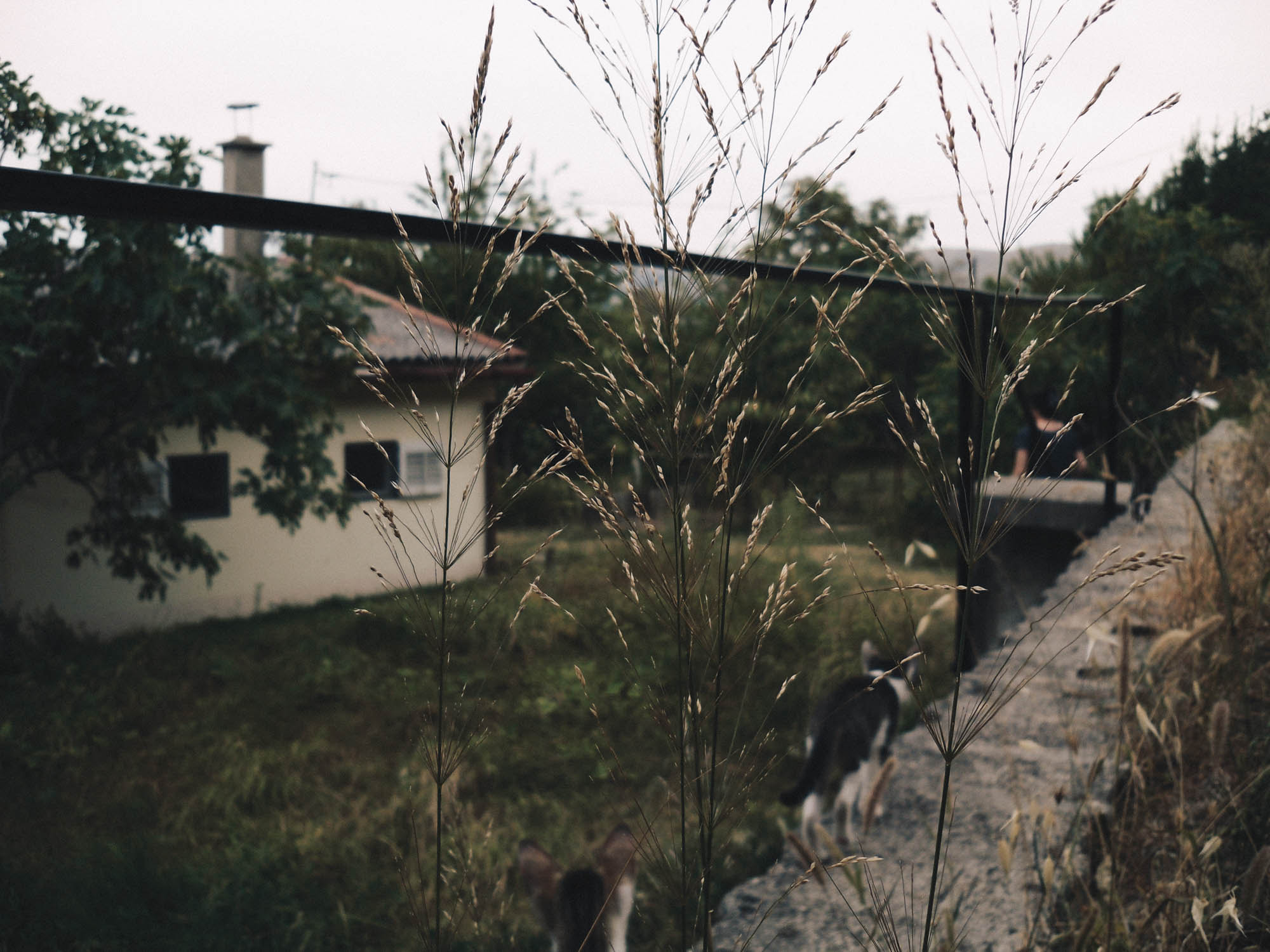 Samsung ES20/ VLUU ES20/  SL35 sample photo. Summer afternoons photography