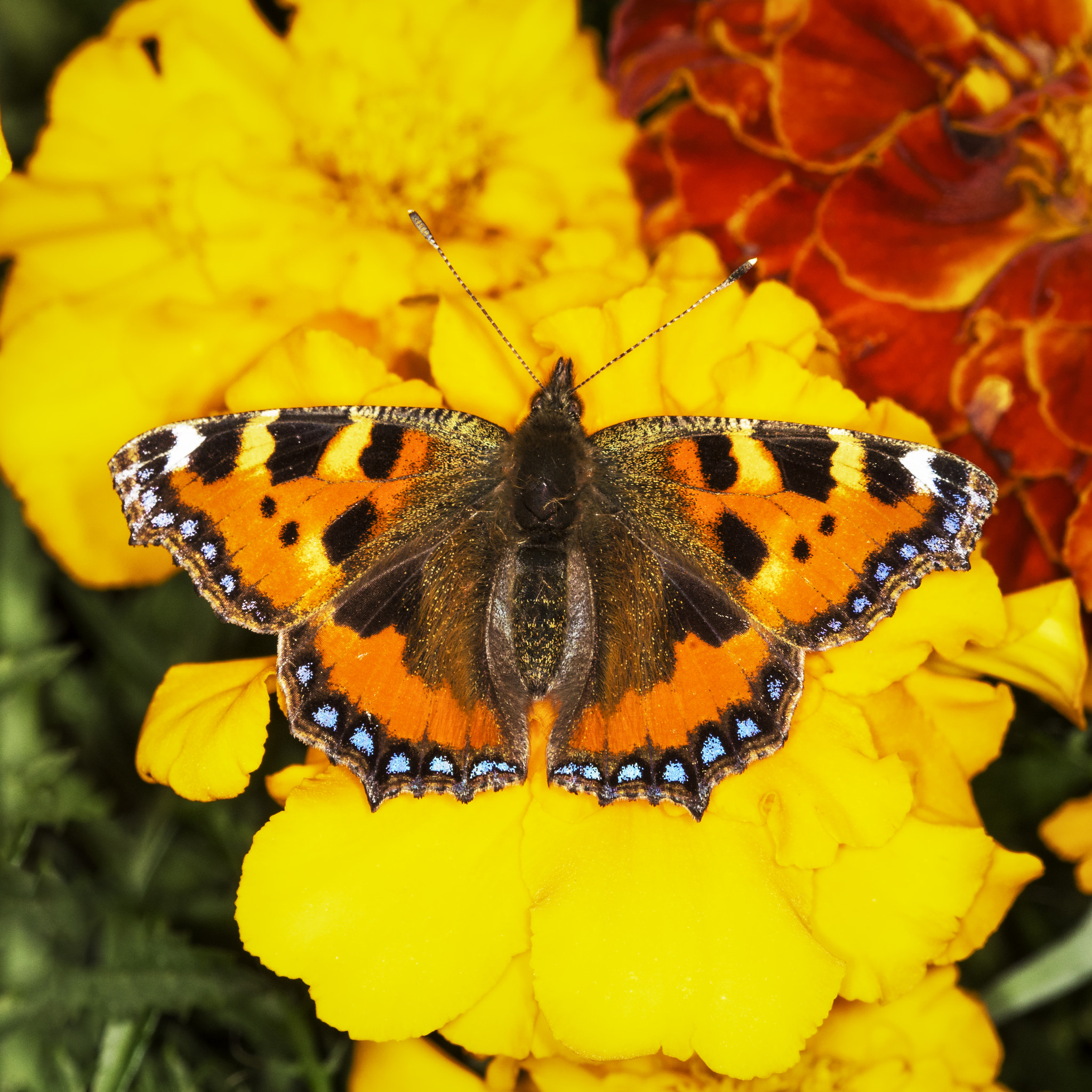 Nikon D810 + Nikon AF Micro-Nikkor 200mm F4D ED-IF sample photo. Large tortoiseshell butterfly photography