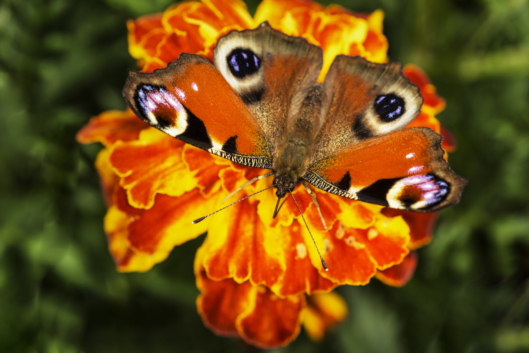 Nikon D810 + Nikon AF Micro-Nikkor 200mm F4D ED-IF sample photo. Peacock butterfly photography