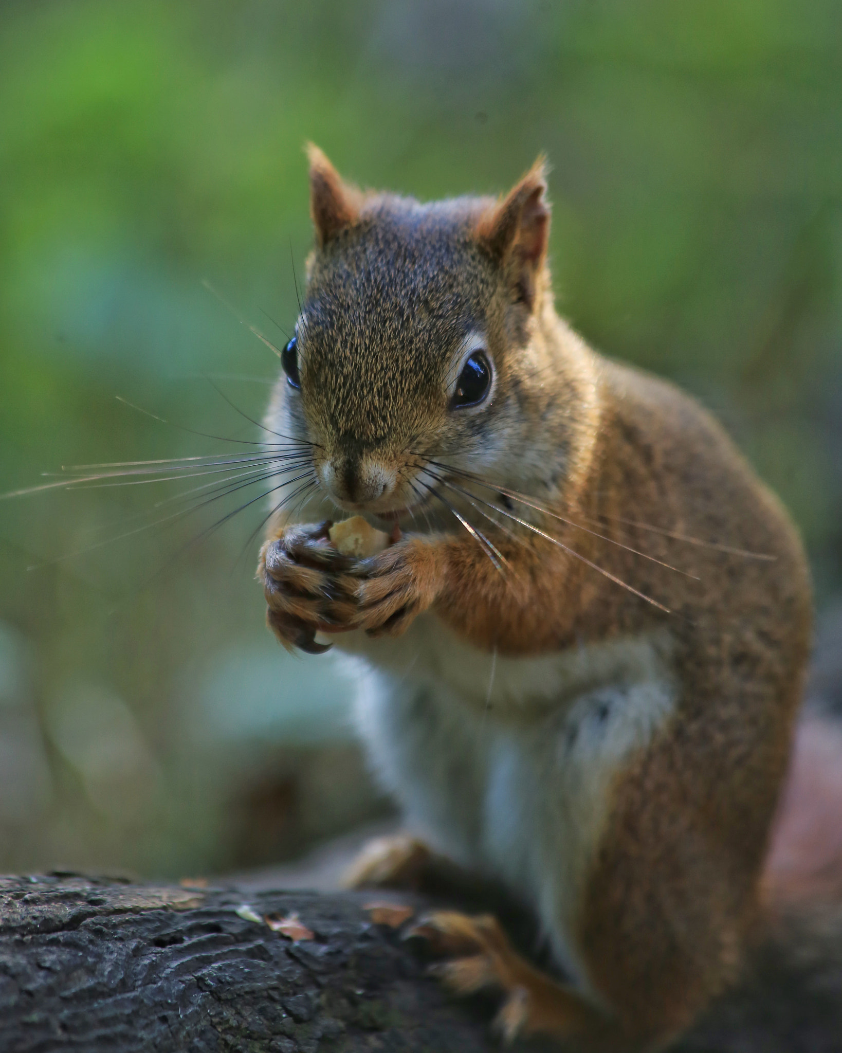 Canon EF 70-300mm F4-5.6 IS USM sample photo