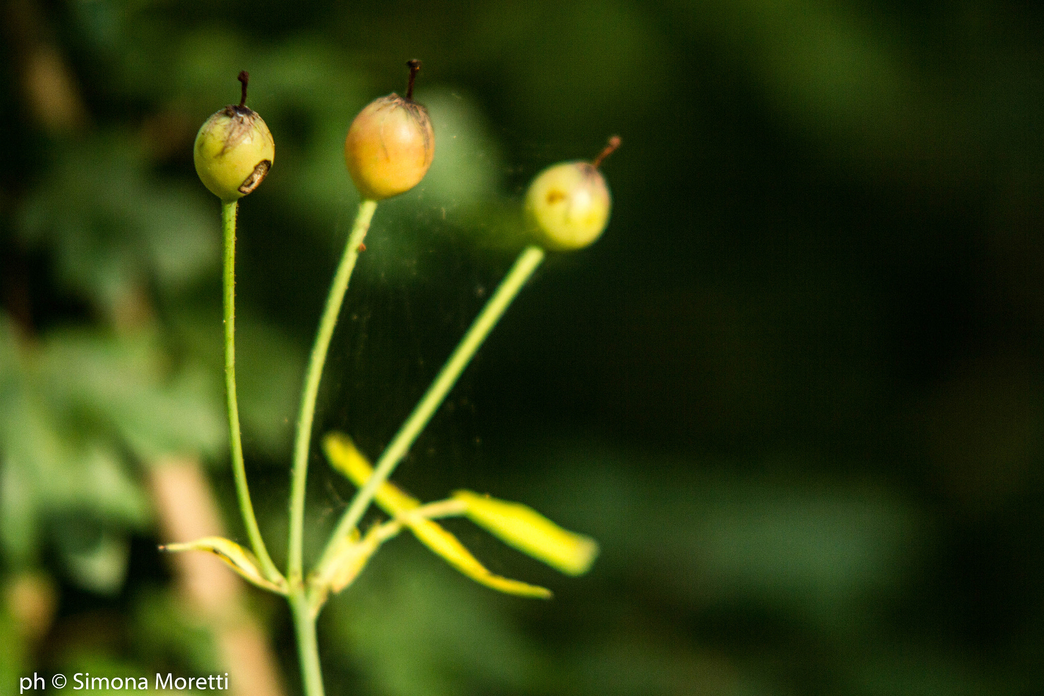 Sigma APO 50-150mm f/2.8 [II] EX DC HSM sample photo. Flower#1 photography