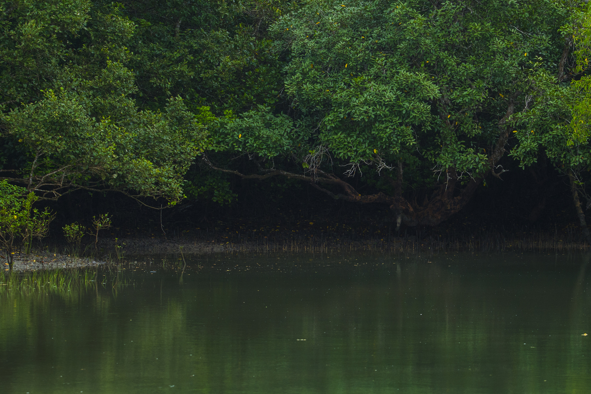 Mangrove Forest