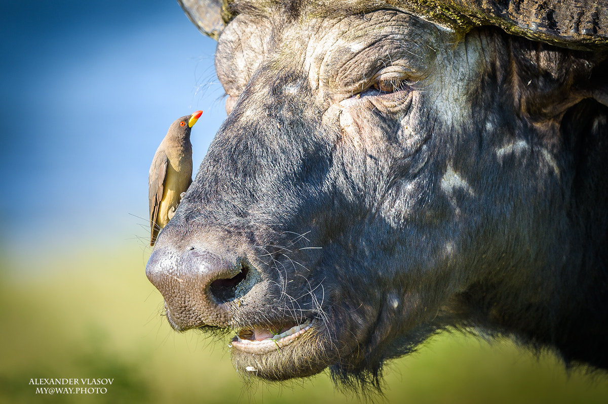Nikon AF-S Nikkor 500mm F4E FL ED VR sample photo. An african buffalo with redbilled oxpeckers photography