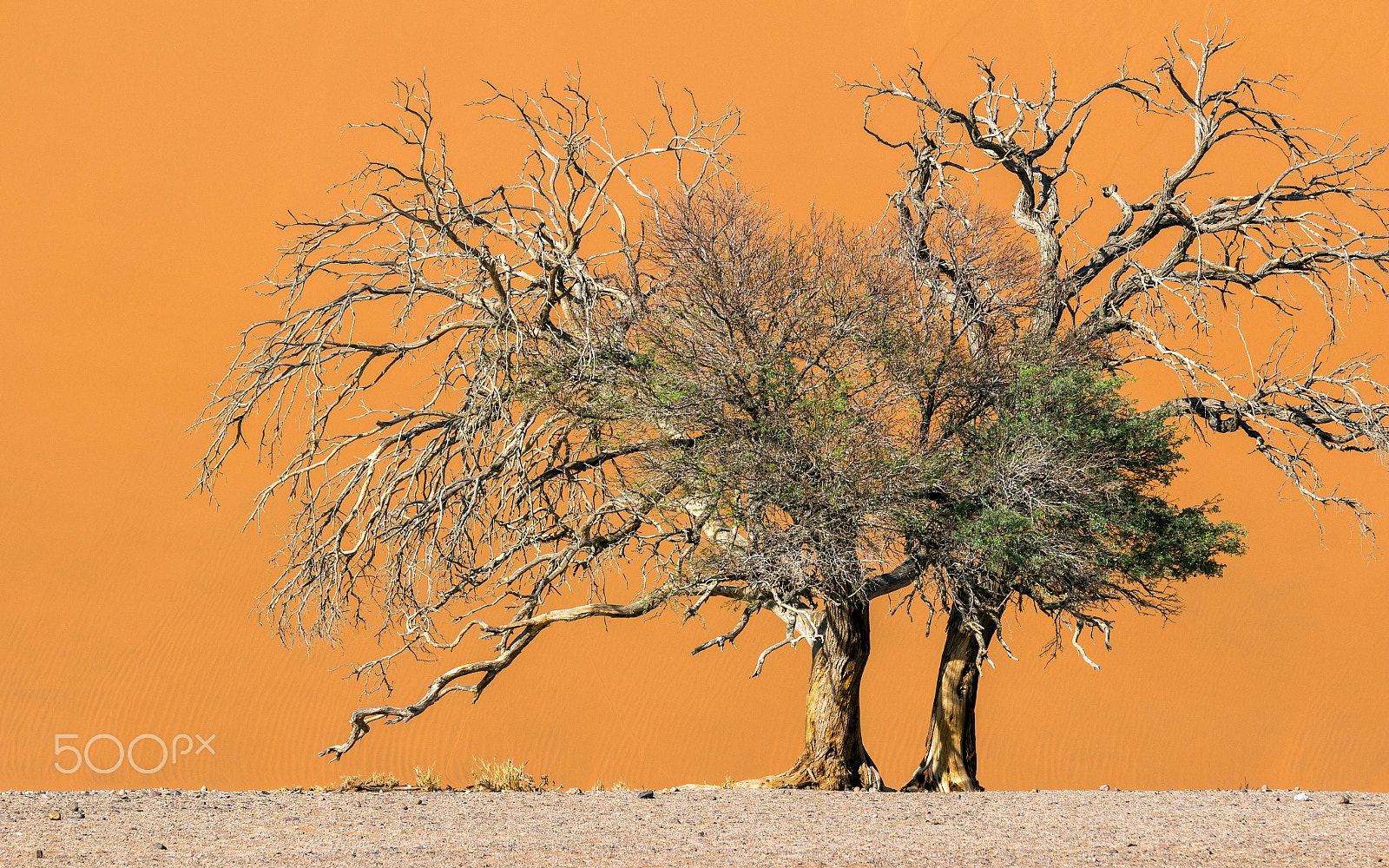 Canon EOS 100D (EOS Rebel SL1 / EOS Kiss X7) + Canon EF 70-200mm F4L IS USM sample photo. Living tree in front of a big dune in the desert photography