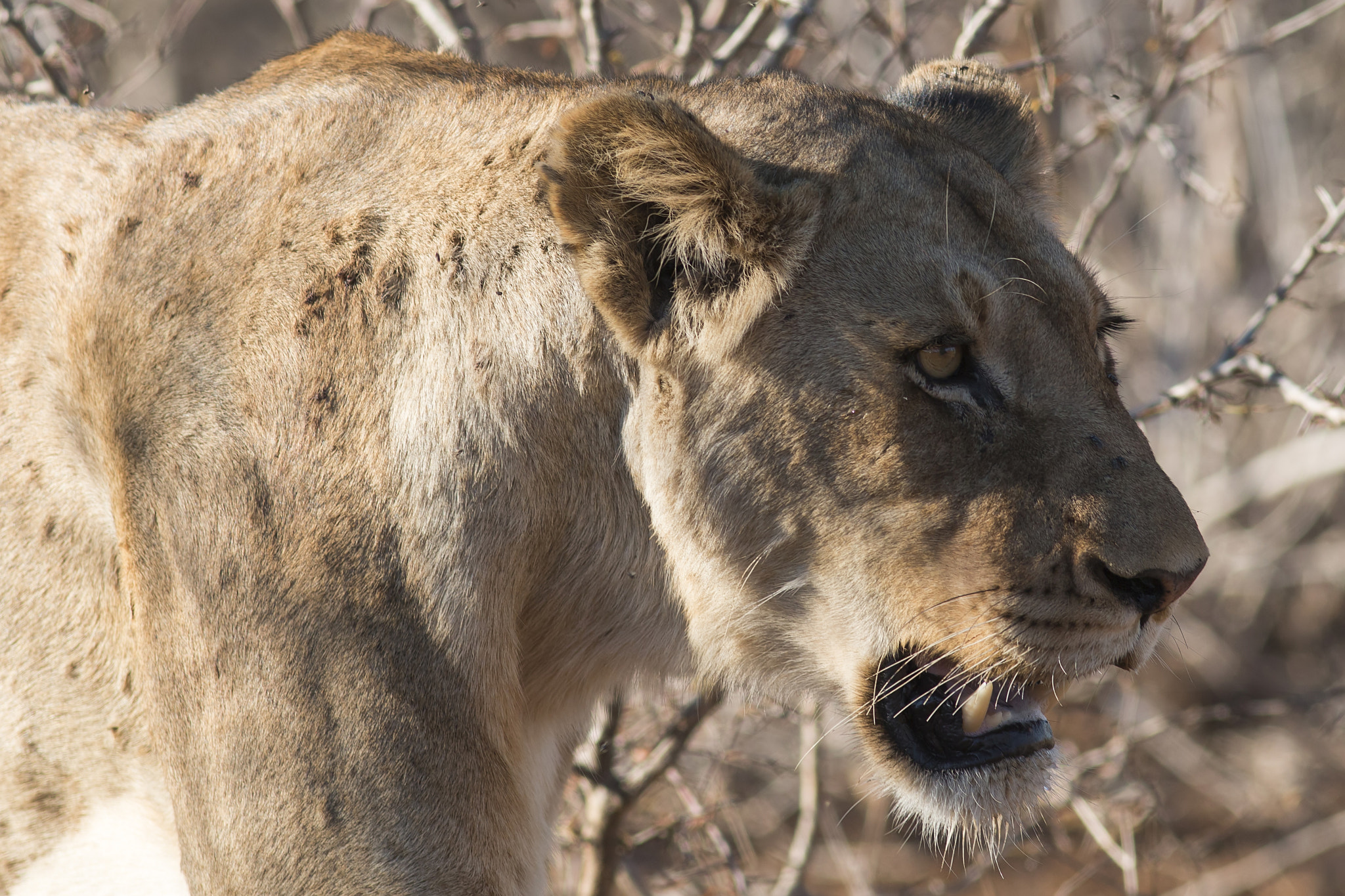 Canon EOS 70D + Canon EF 300mm F4L IS USM sample photo. Lion photography