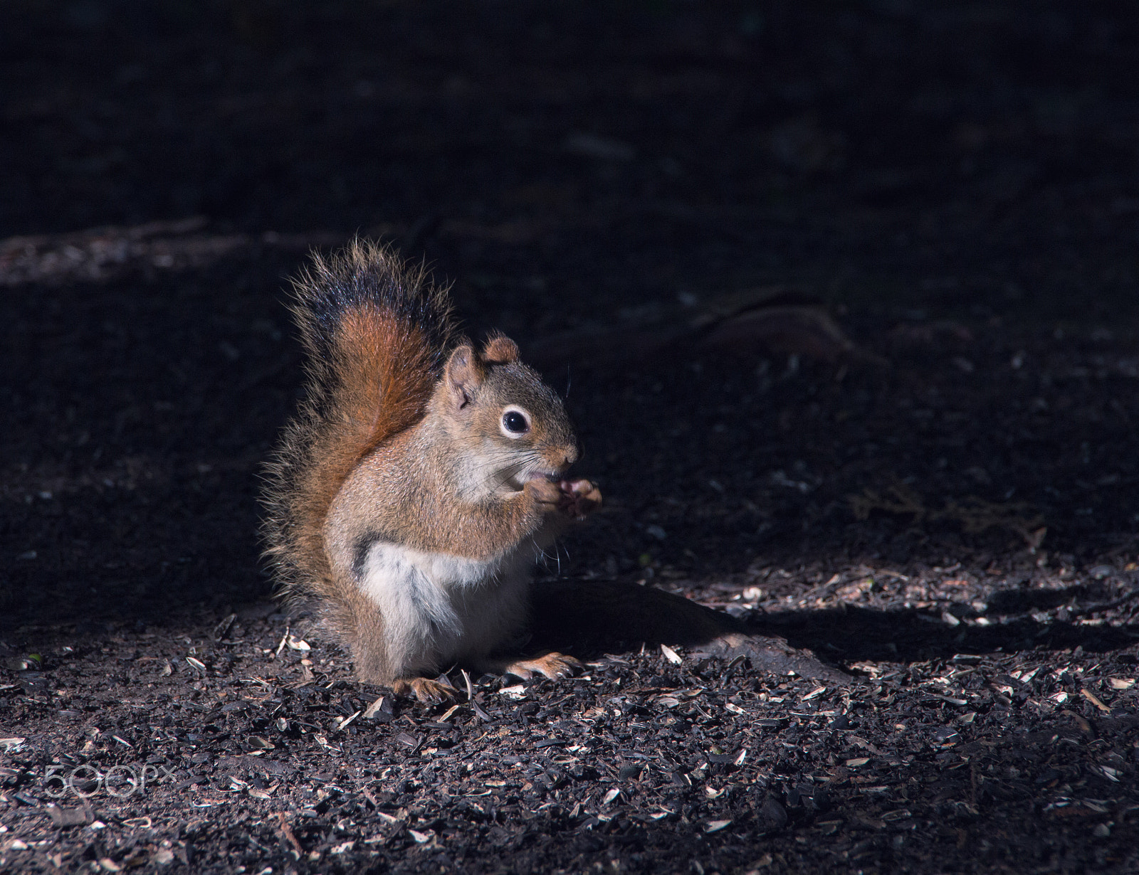 Canon EOS 650D (EOS Rebel T4i / EOS Kiss X6i) sample photo. Squirrel photography